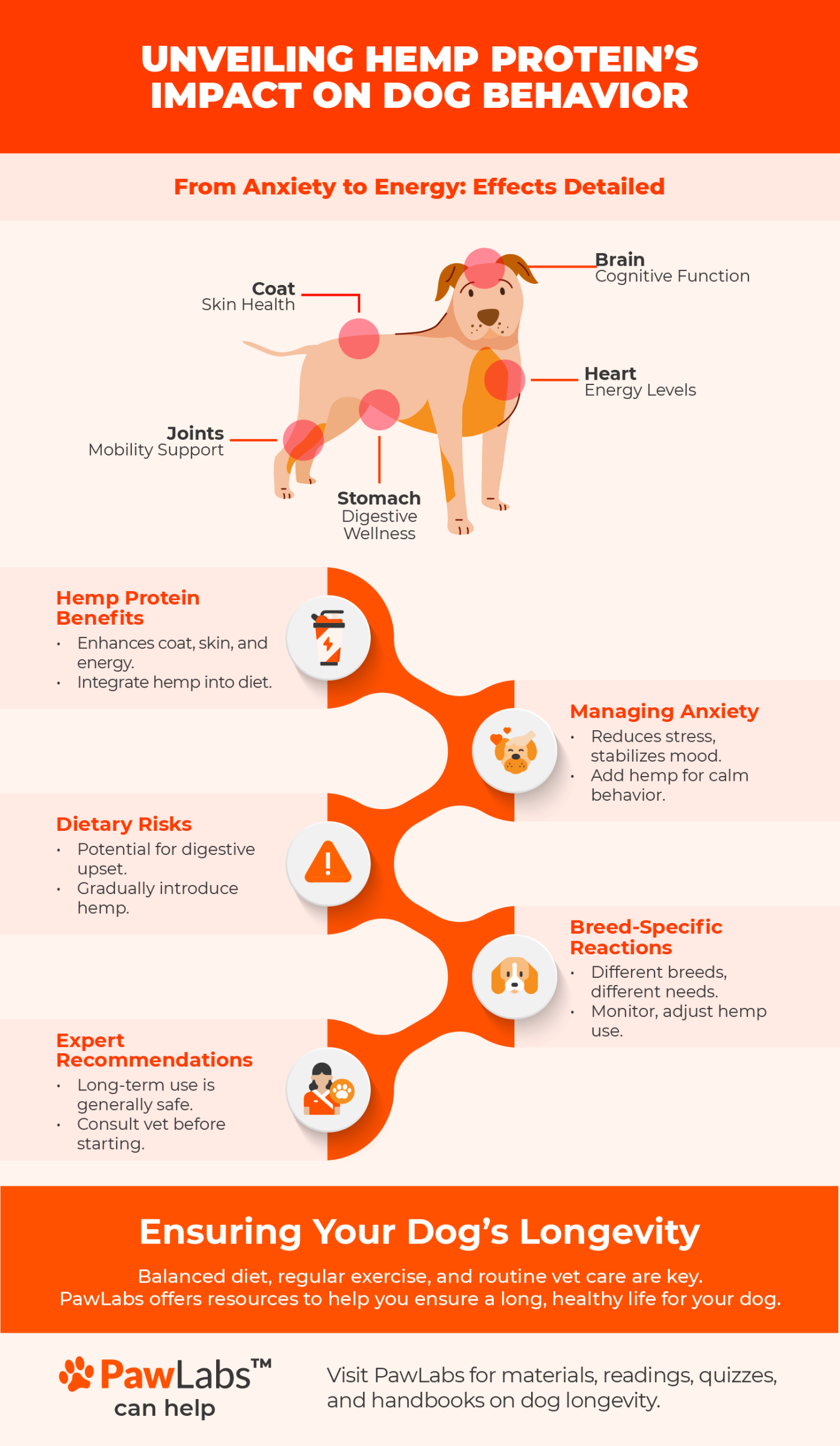 Infographic detailing hemp protein's impact on dog behavior, covering benefits for coat, joints, stomach, brain, and heart. Highlights include managing anxiety, breed-specific reactions, dietary risks, and expert recommendations for safe use, by PawLabs.