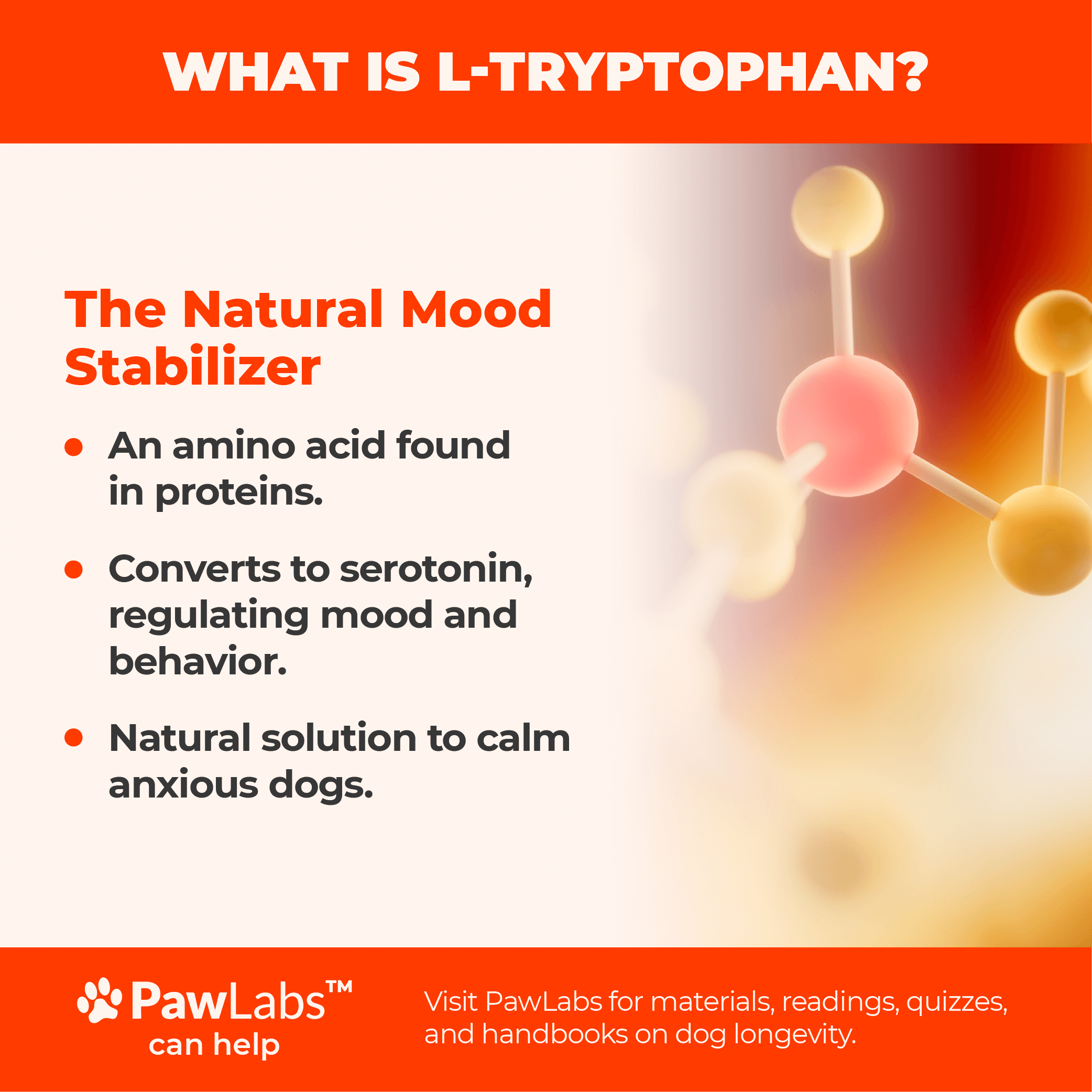 Illustration of L-Tryptophan molecules with a subtitle describing it as the "Natural Mood Stabilizer." Features bullet points explaining its role in serotonin production and calming anxious dogs.