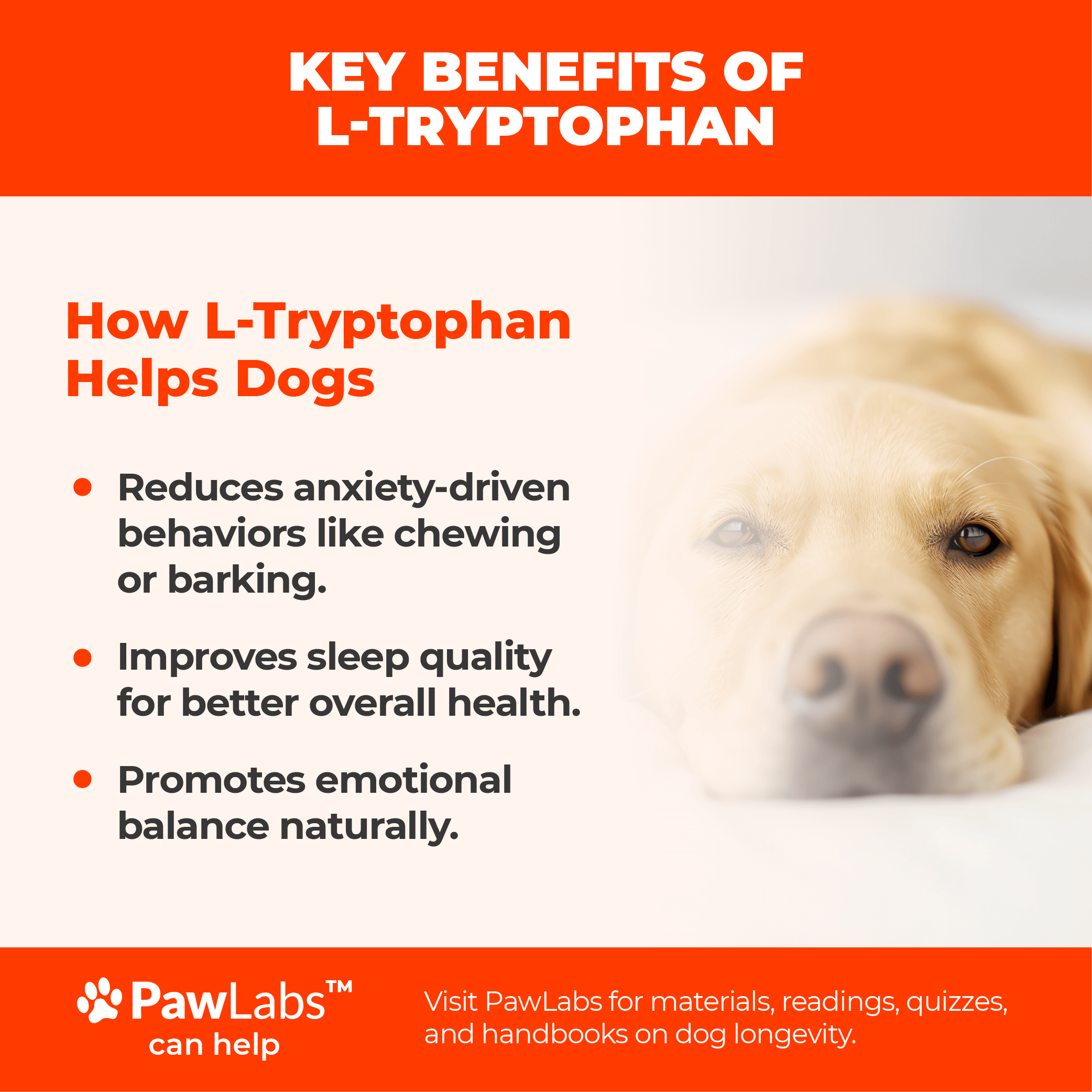 Image showing a calm, sleeping dog with bullet points about how L-Tryptophan reduces anxiety-driven behaviors, improves sleep, and promotes emotional balance.