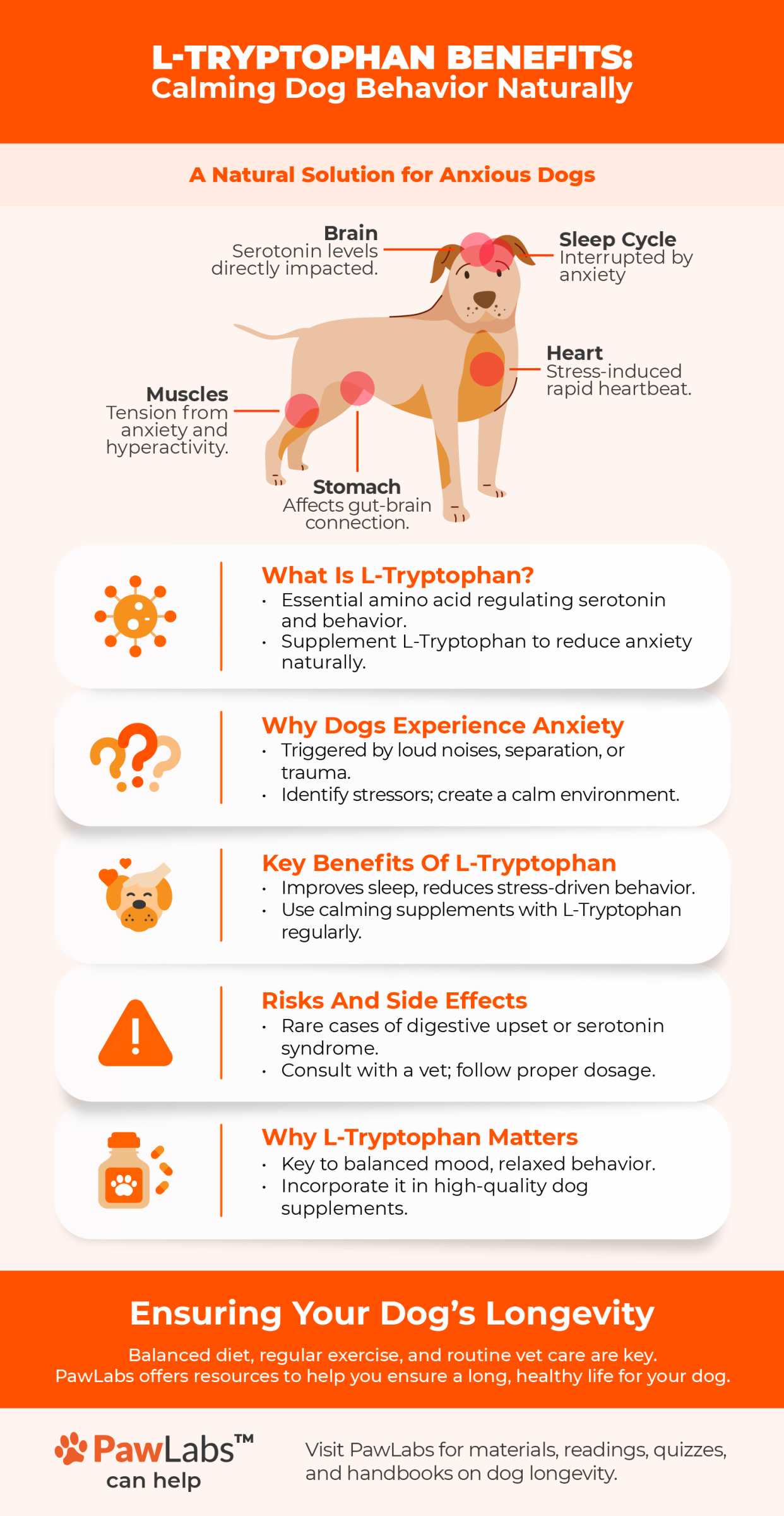 Infographic explaining L-Tryptophan's benefits for calming anxious dogs, with labeled dog body parts and key information on benefits, risks, and usage.