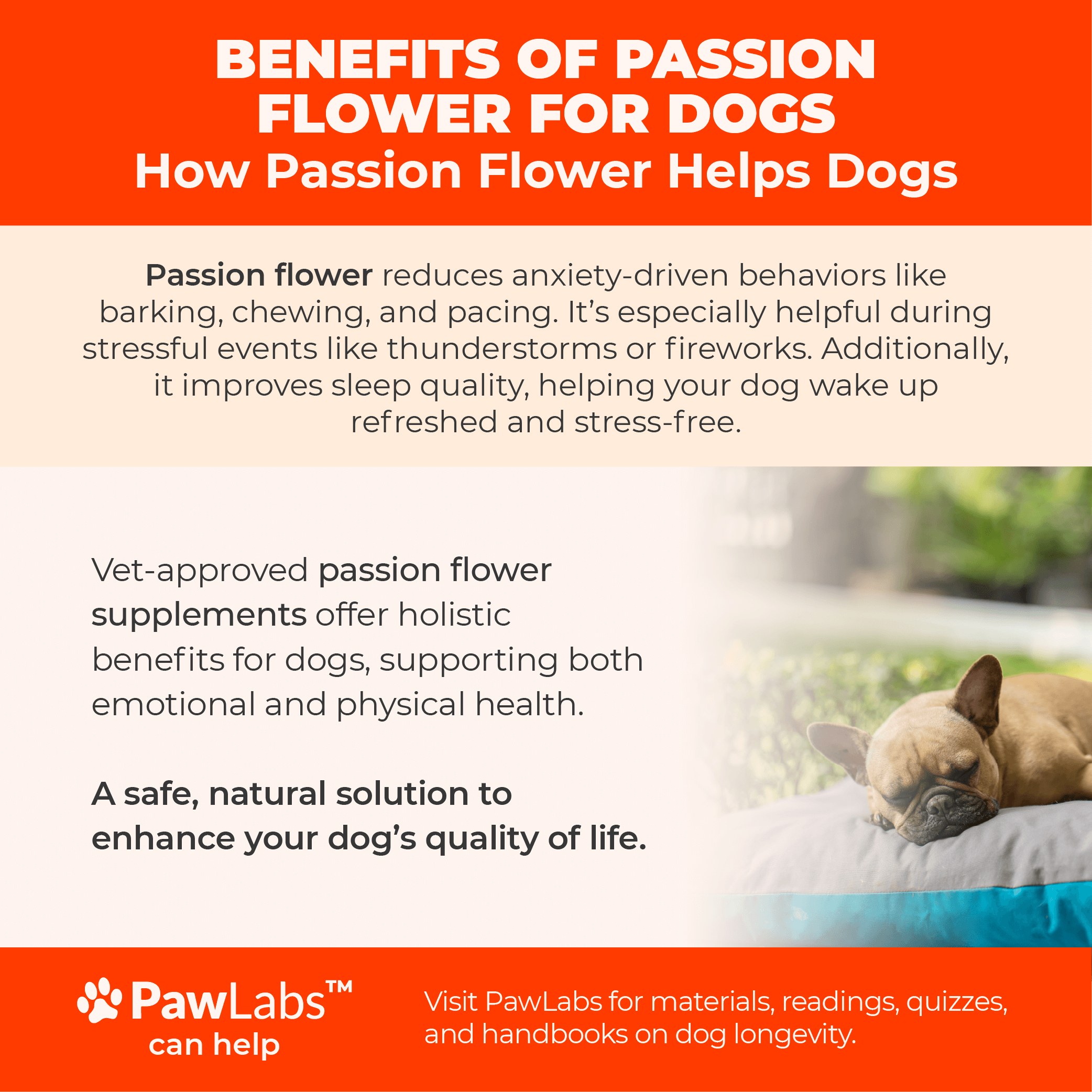 Infographic explaining what passion flower is, its natural calming properties, and its benefits for managing anxiety in dogs, set against a calming design.