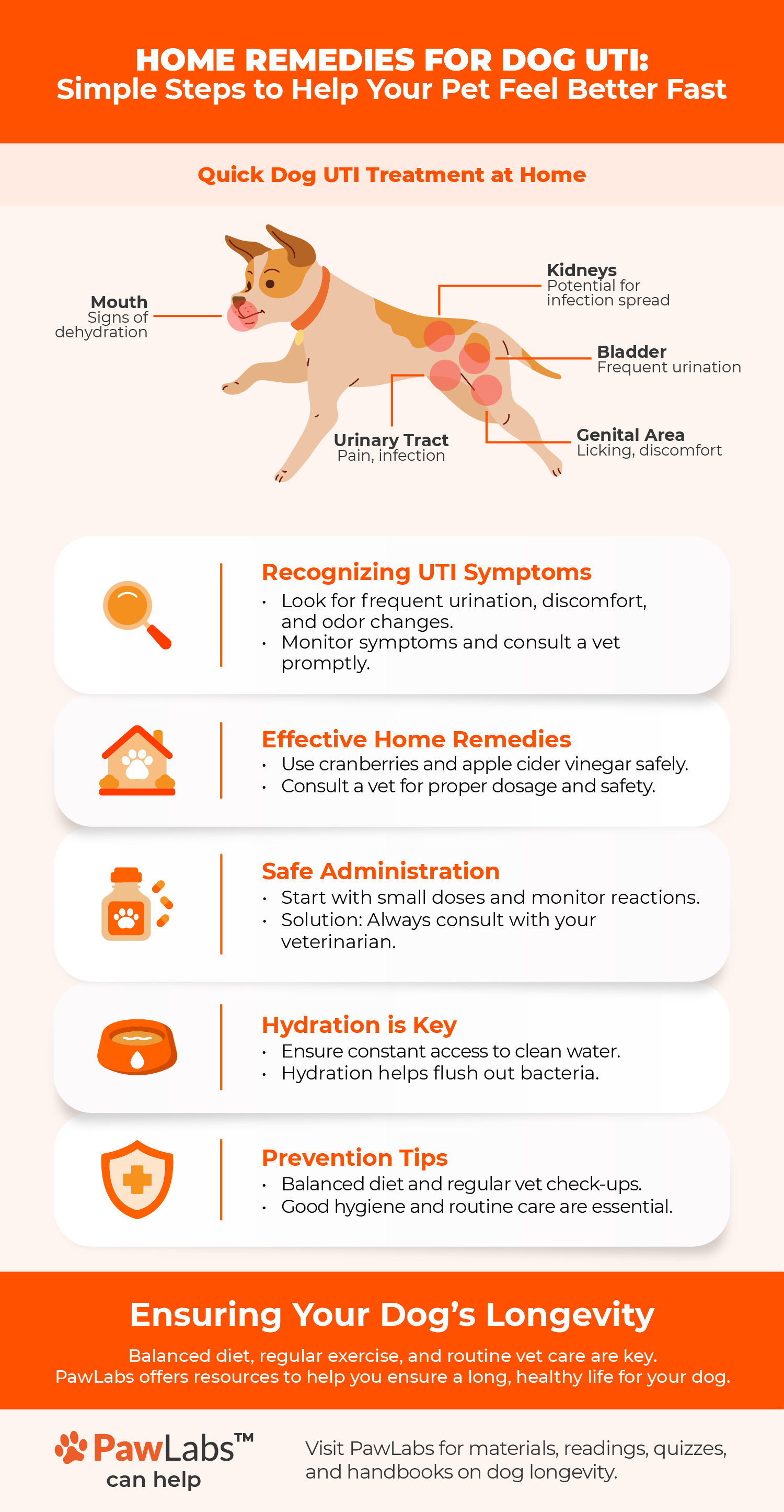 dog UTI infographic