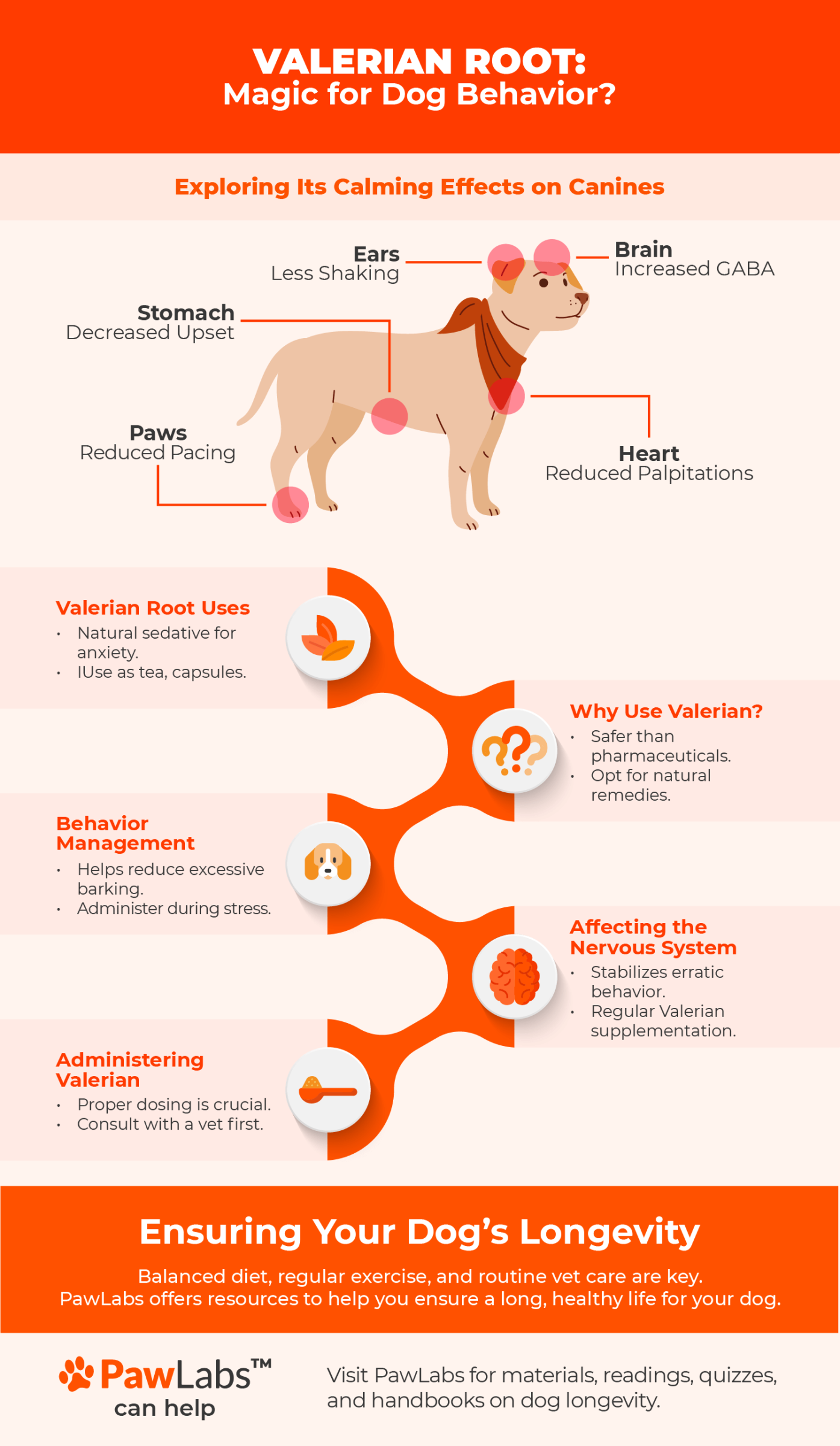 Detailed infographic on Valerian Root, highlighting its calming effects on canines with specific benefits to ears, stomach, paws, brain, and heart, and additional tips on proper usage and benefits in behavior management.