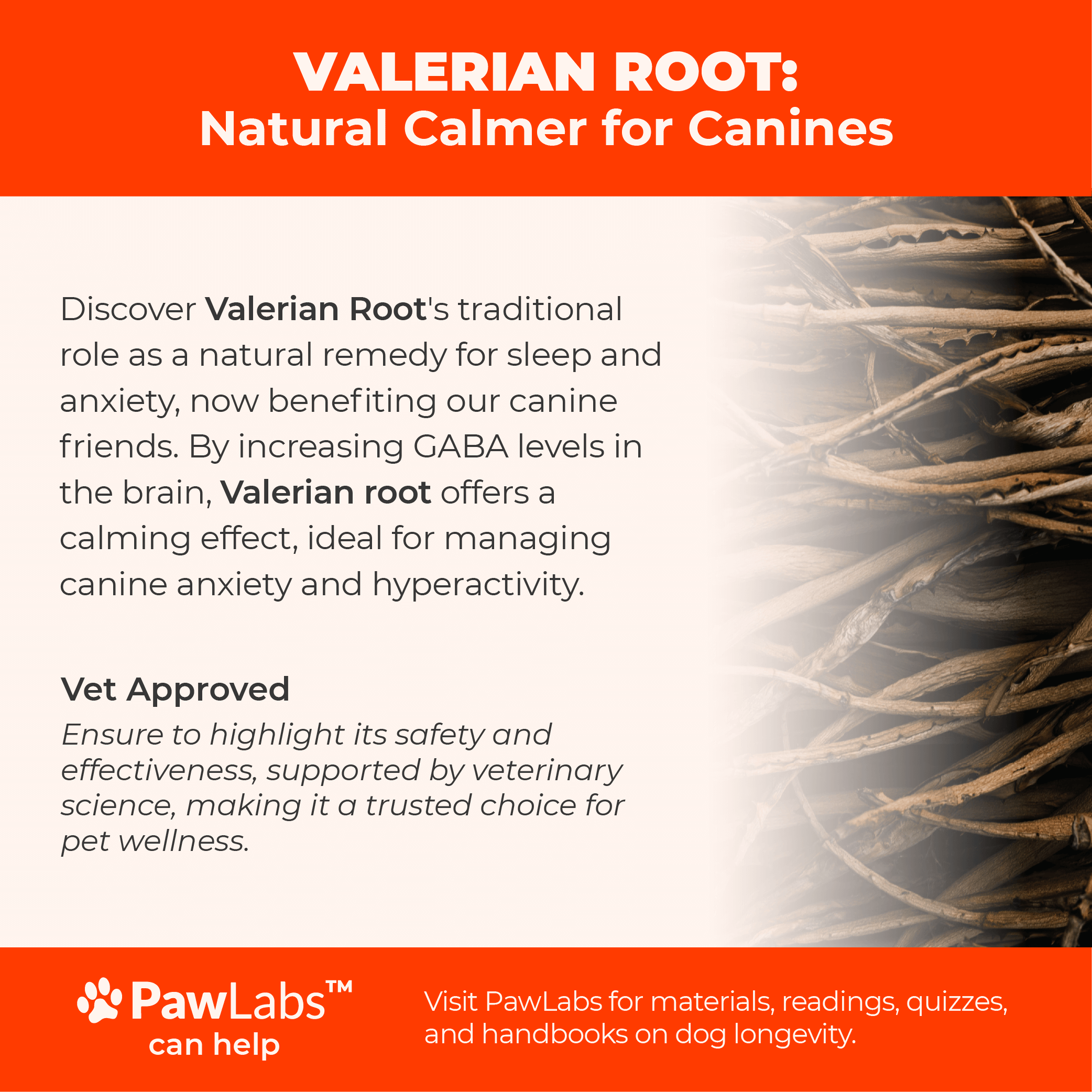 Informative infographic detailing safe and effective usage of Valerian for dogs, highlighting the importance of consulting a vet before administration, set against a bright orange background with a playful dog image.