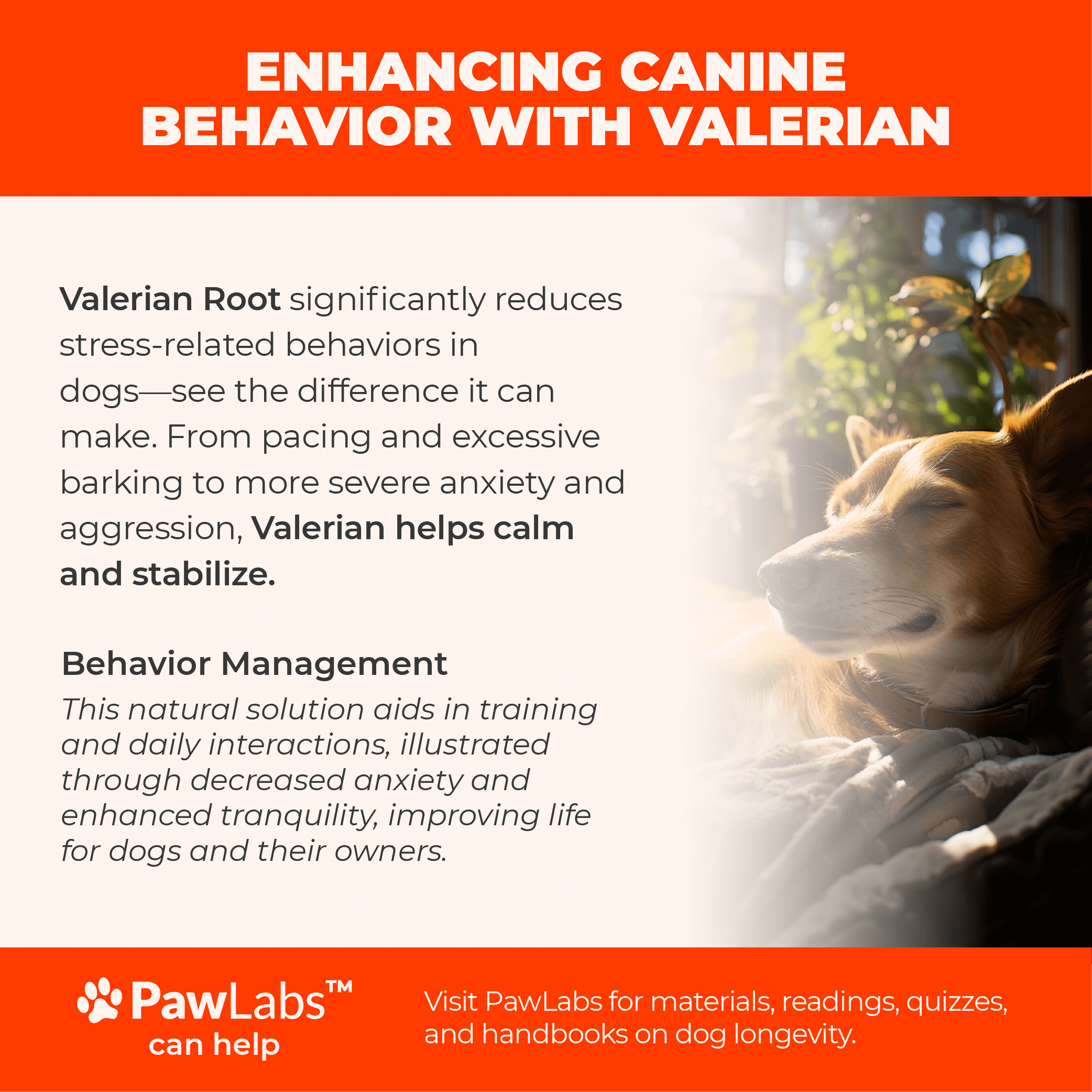 Bright and engaging infographic showing the benefits of Valerian in enhancing canine behavior, including managing stress and aggression, with a serene dog sleeping in sunlight.