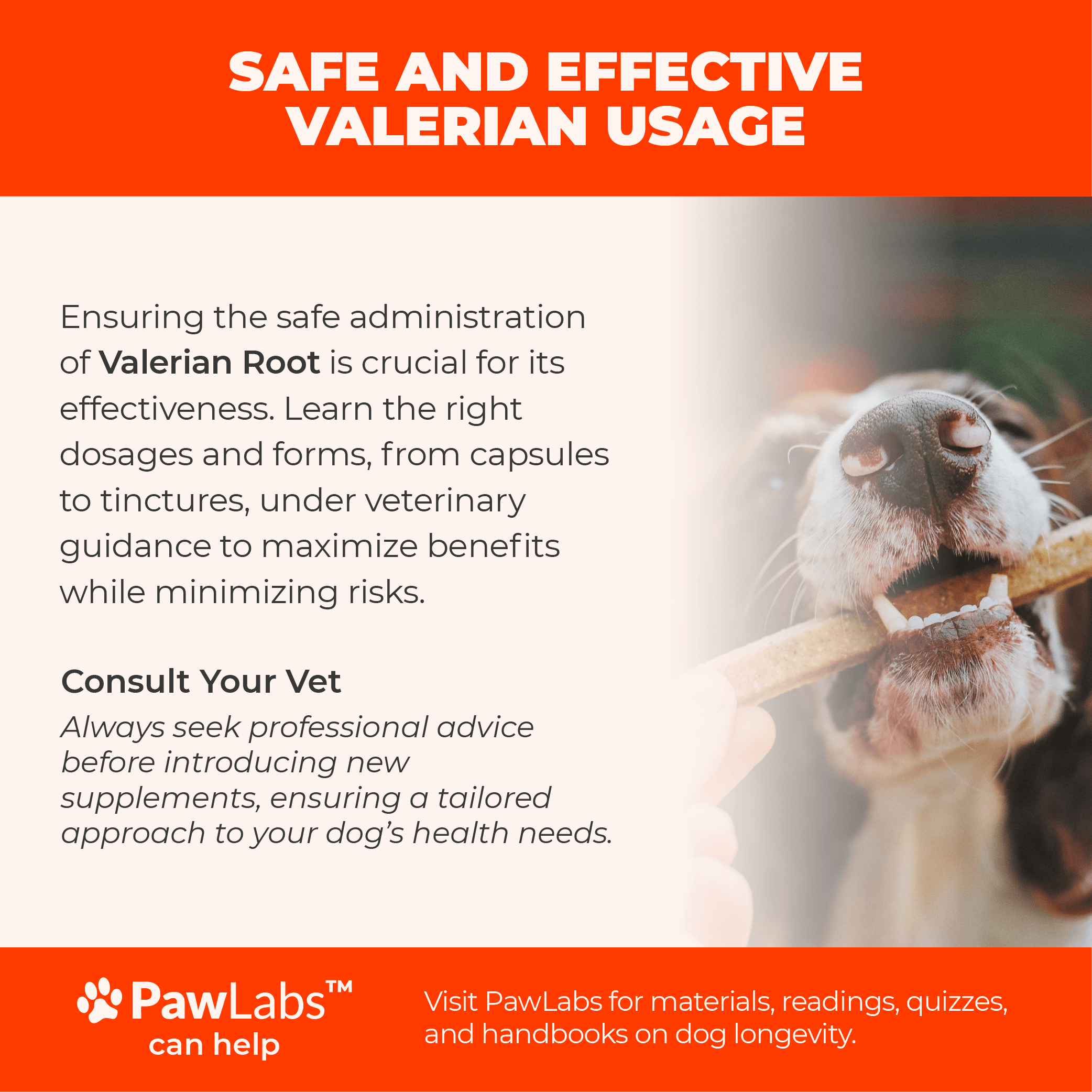 Educational infographic about Valerian as a natural calmer for canines, explaining its role in increasing GABA levels in the brain, with an image of dried Valerian root.