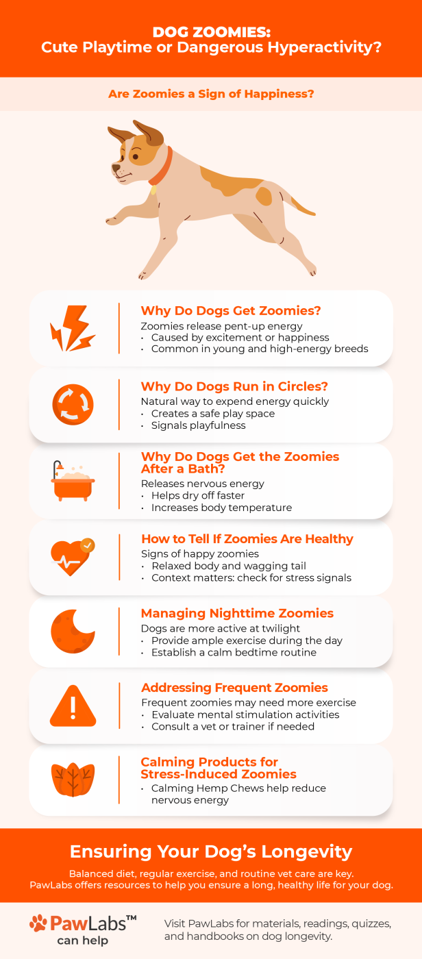 Dog Zoomies Infographic