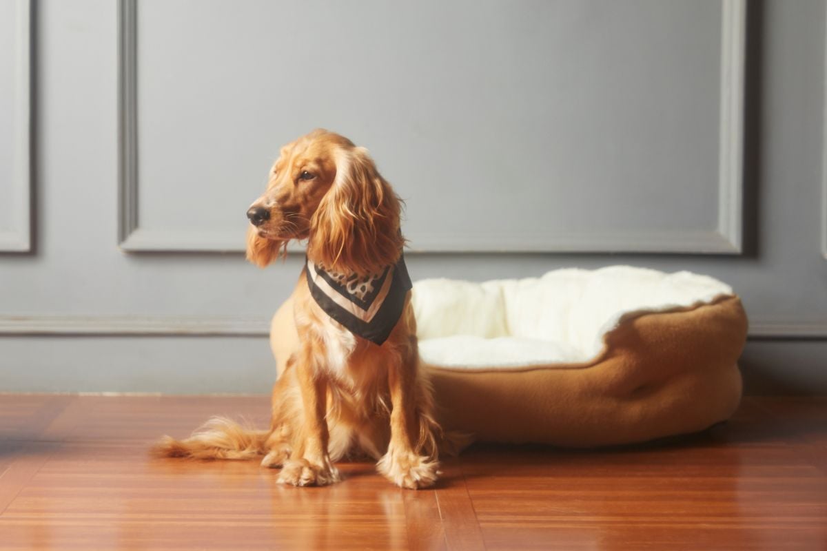 Finding Pet Safe Cleaners: It's Not as Difficult as You Think