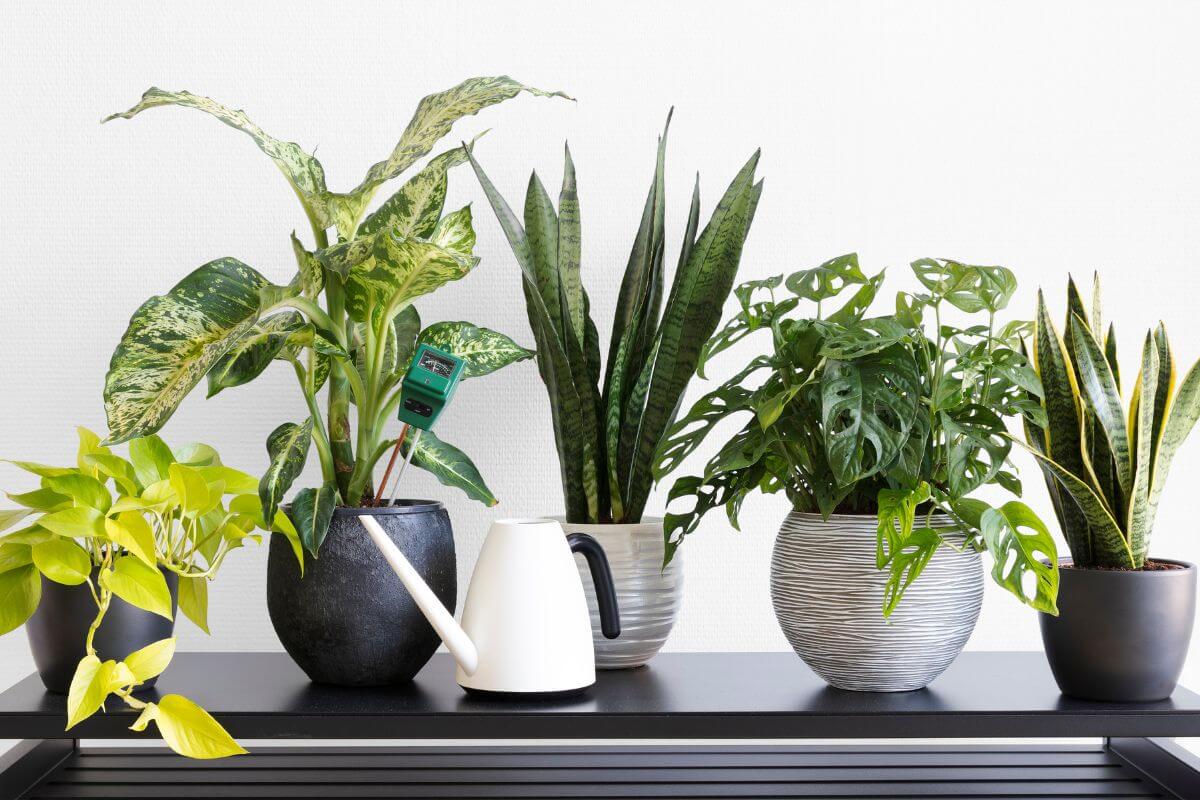 Benefits of Rainwater for Houseplants