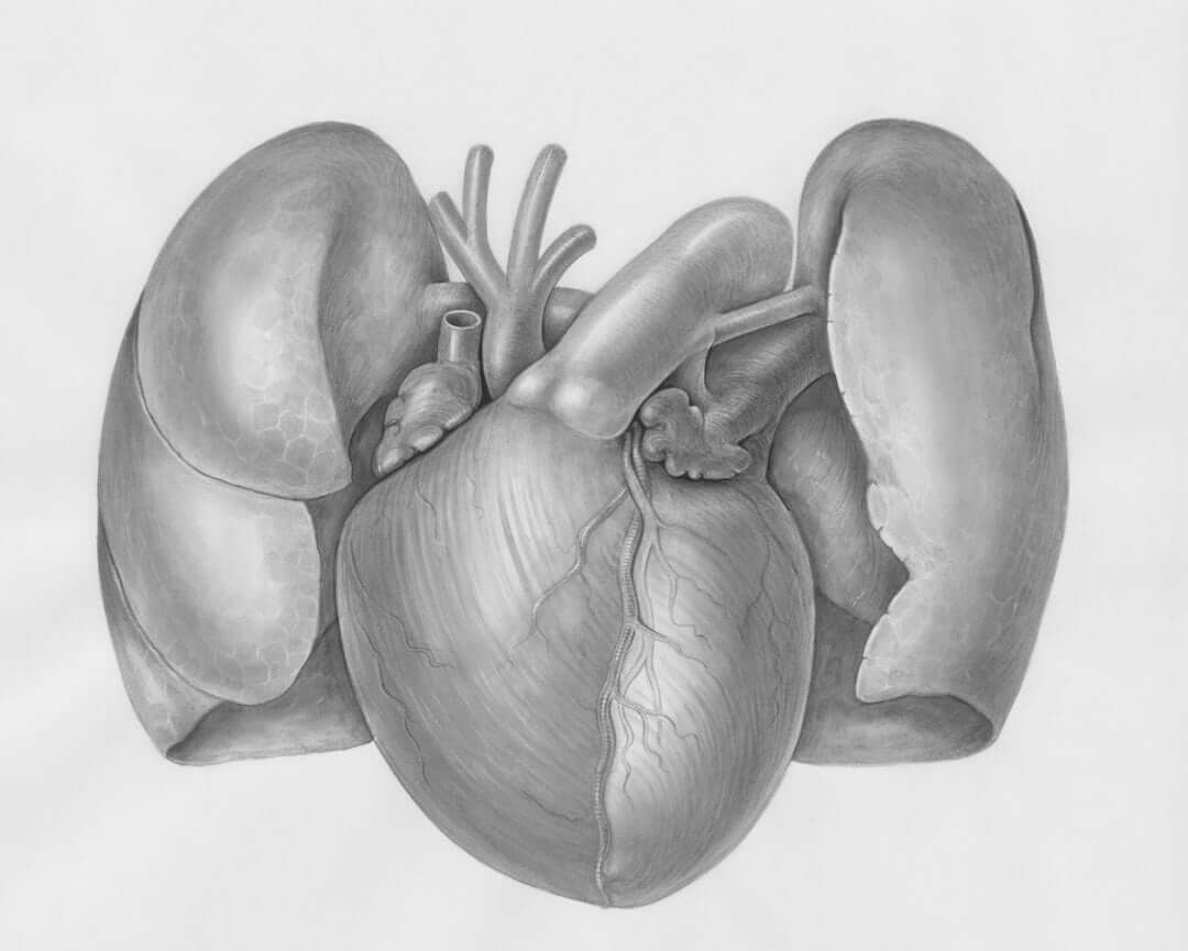 healthy heart with arteries - benefits of drinking extra virgin olive oil and lemon juice