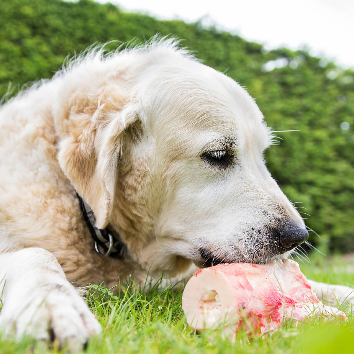 Raw Bones for Dogs: Food Safety, Health Benefits, and Myths