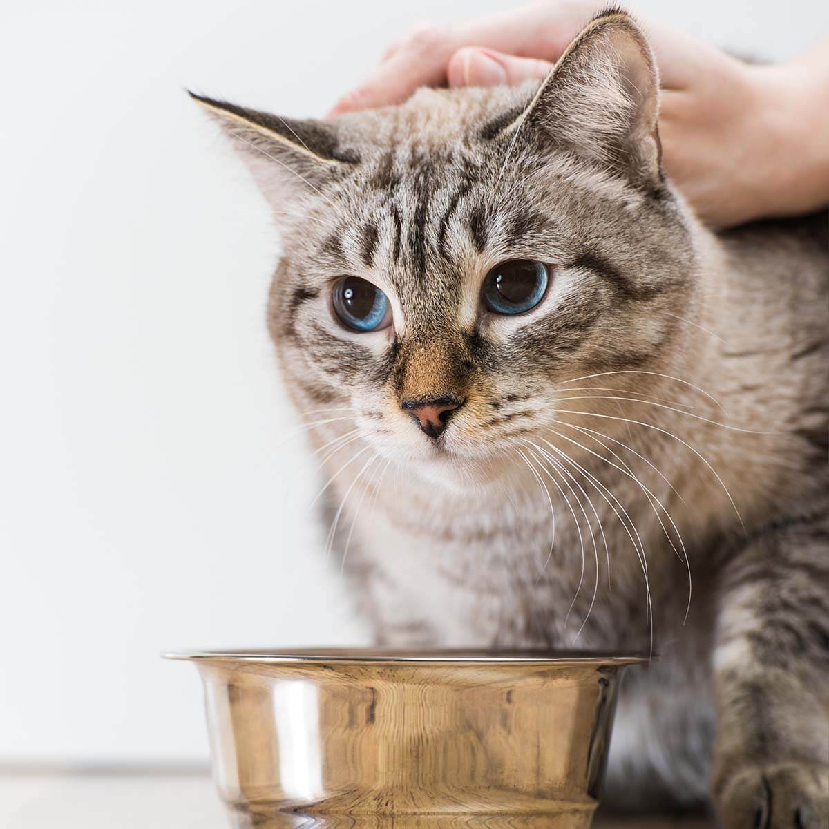 Why Are Cats So Finicky? The “Picky” Eater Myth.