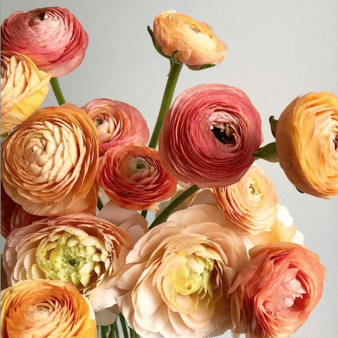 Ranunculus Flowers: A Florist's Guide to Care and Tips for Stunning Blooms