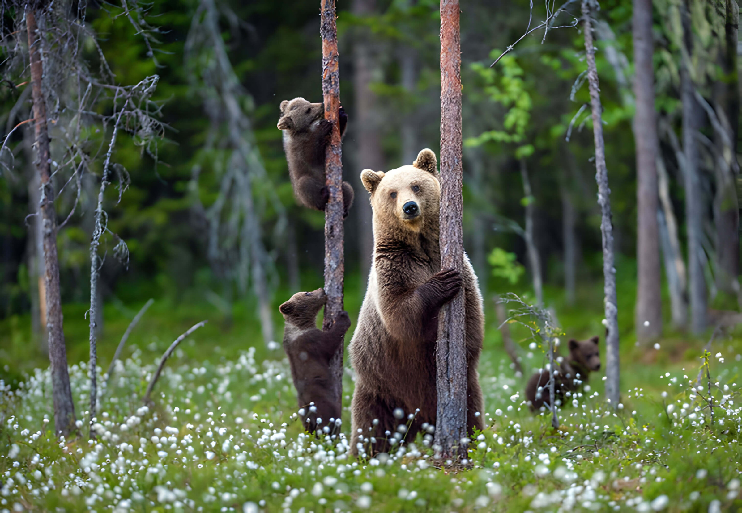 a mother bear with 3 small cubs climbing trees