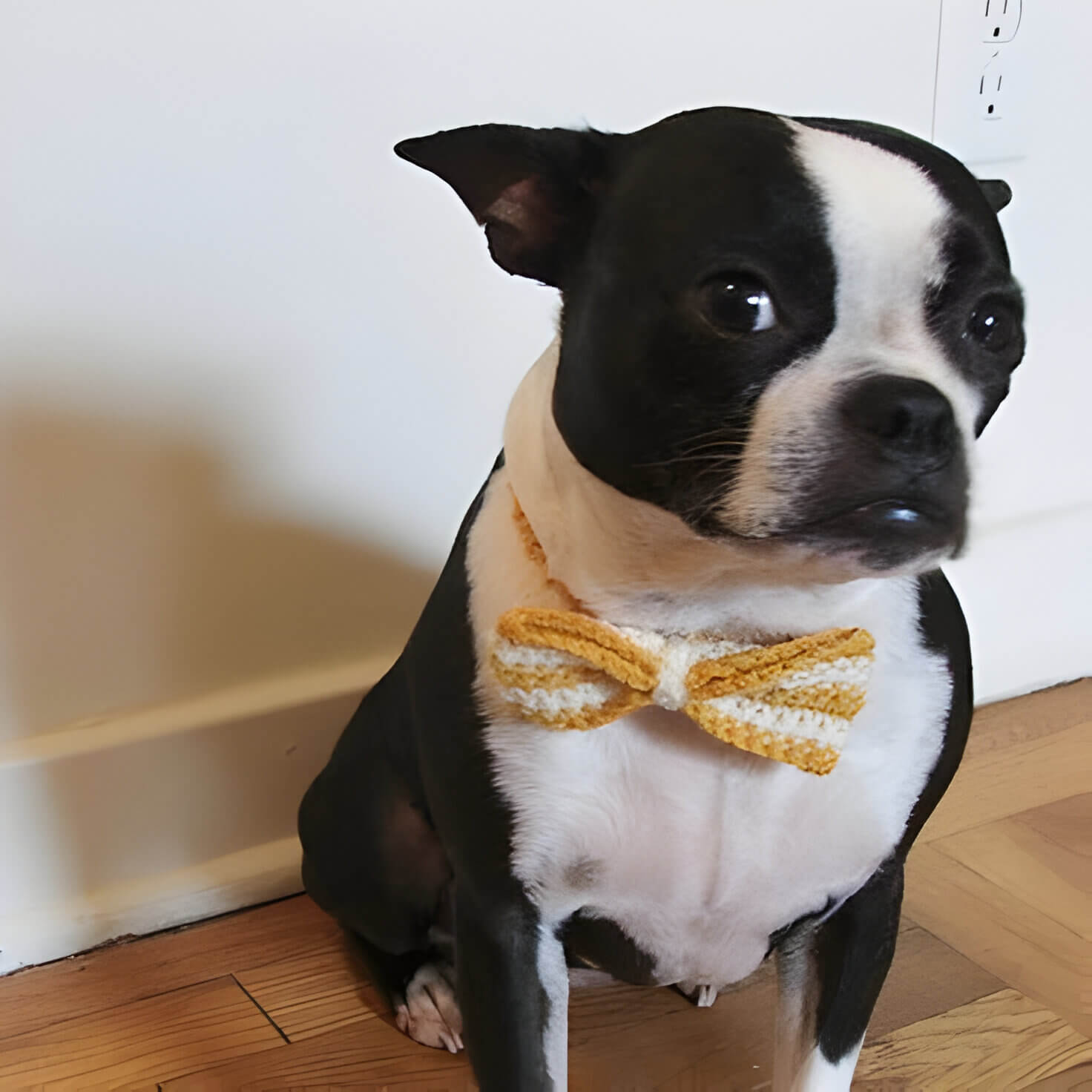 A puppy wearing a yellow & white crochet bow tie