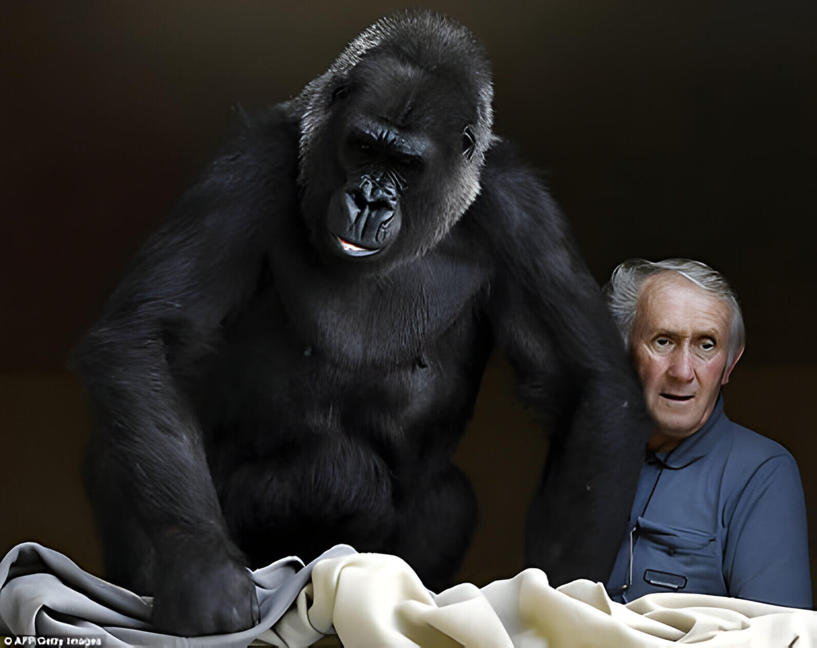 Digit the gorilla with Dian Fossey his researcher