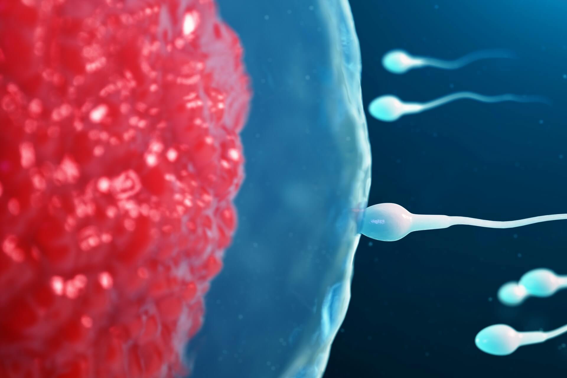 A graphic of sperm reaching the egg