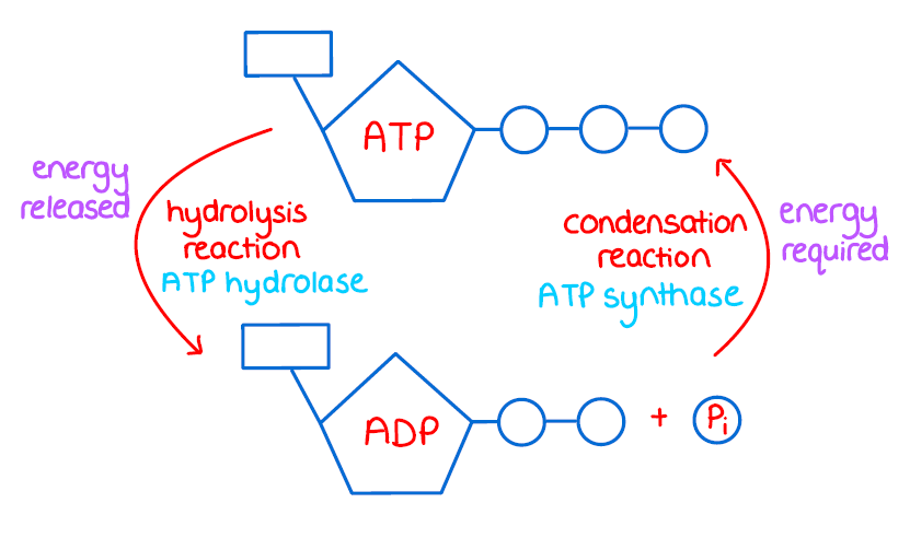 a chart ultimately helping to illustrate the point the Creatine is for Everyone by illustrating the way in which ATP looses a phosphate molecule becoming ADP.