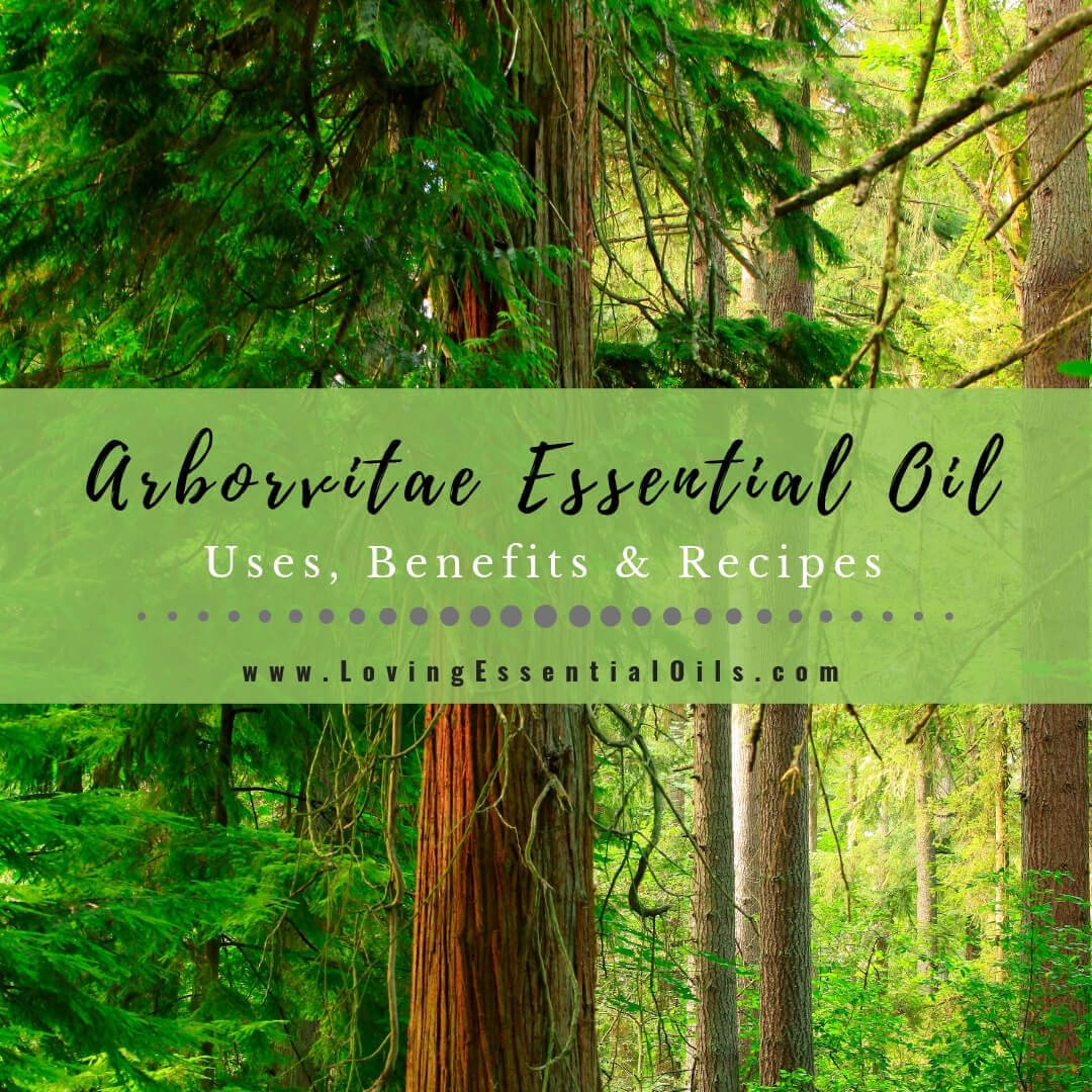 Arborvitae Essential Oil Uses, Benefits and Recipes Spotlight