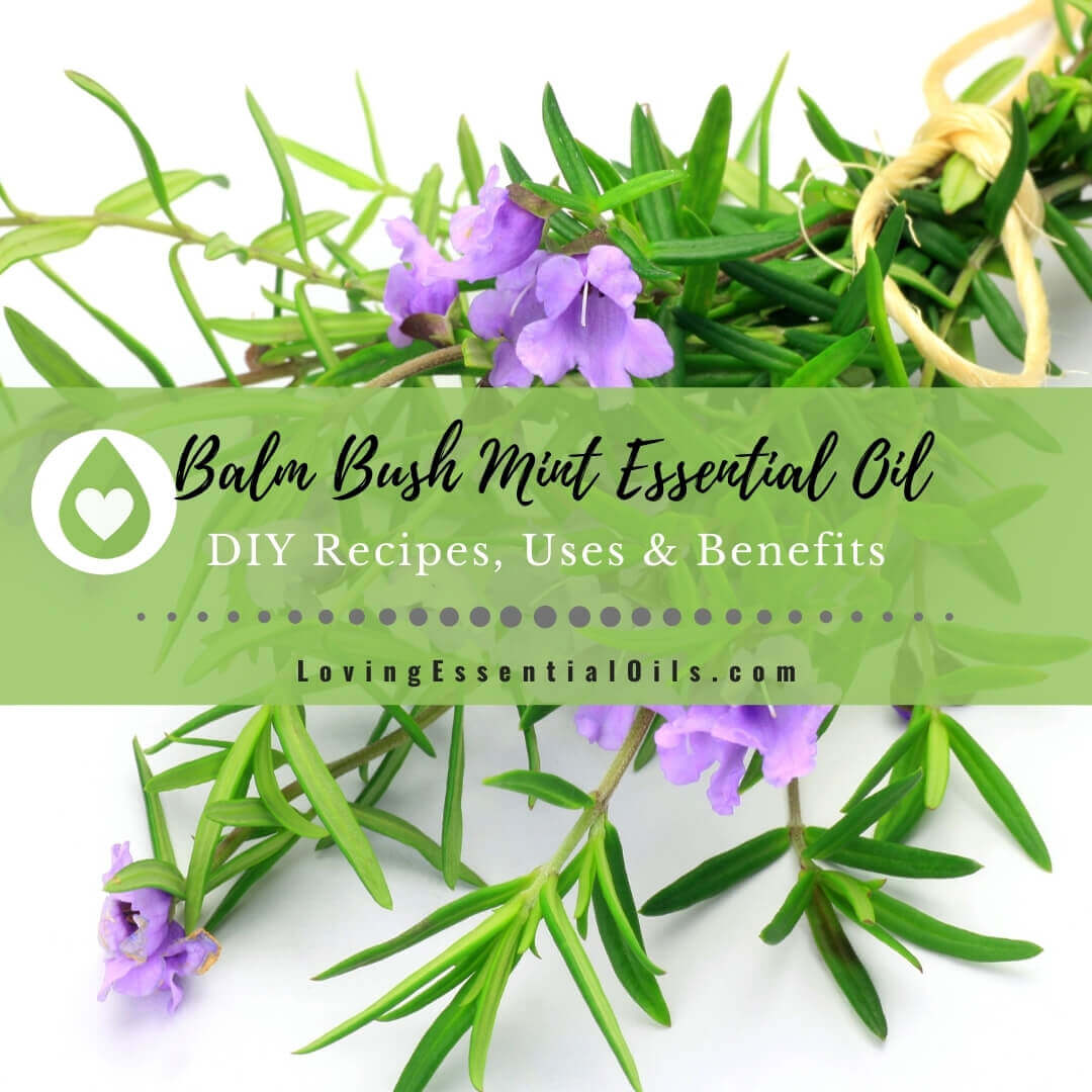 Balm Mint Bush Essential Oil Recipes, Uses and Benefits