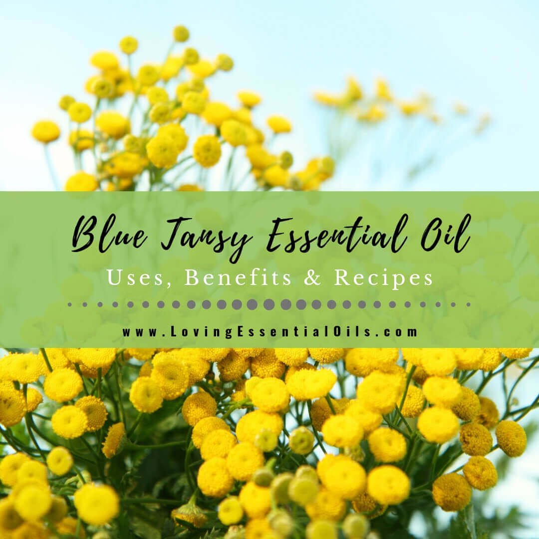 Blue Tansy Essential Oil Recipes, Uses and Benefits