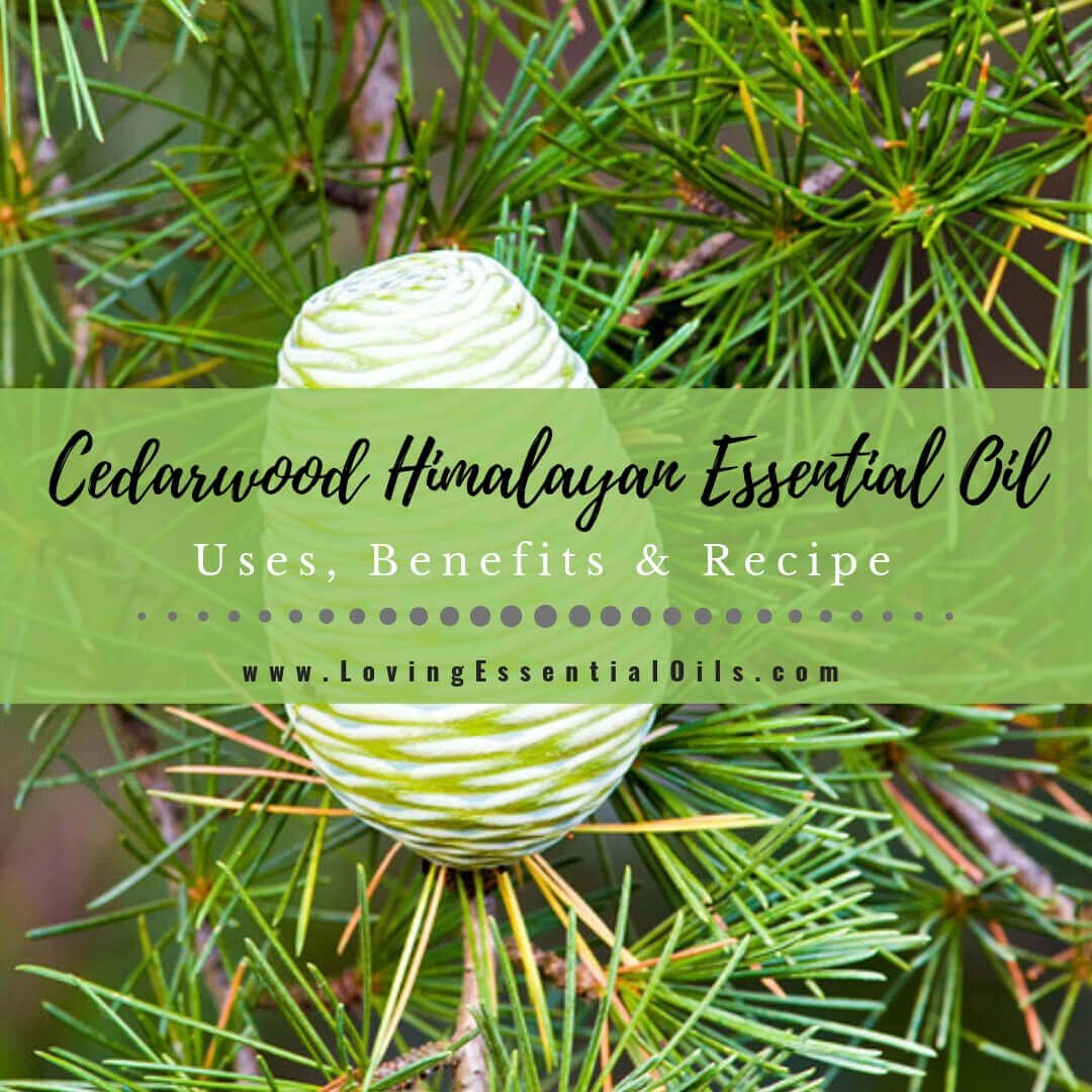 Cedarwood Himalayan Essential Oil Uses, Benefits and Recipes