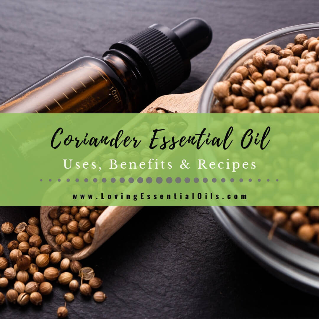 Coriander Essential Oil Recipes, Uses and Benefits