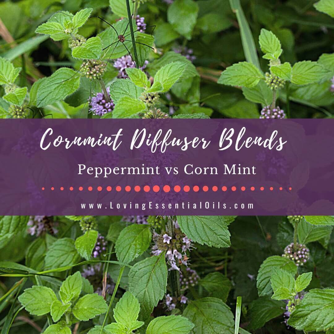 Cornmint Diffuser Blends - Peppermint vs Corn Mint & More