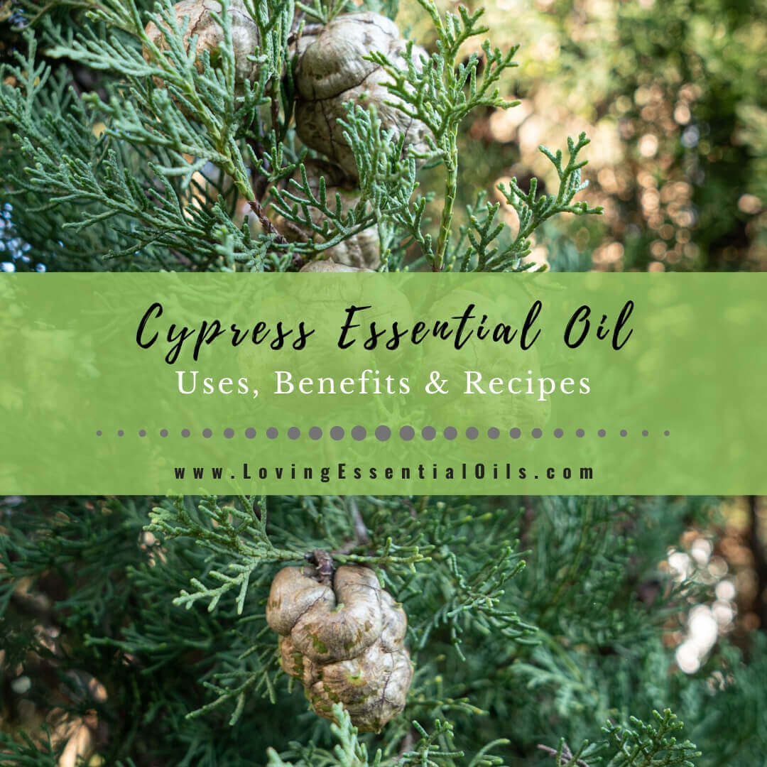 Cypress Essential Oil Recipes, Uses and Benefits Spotlight