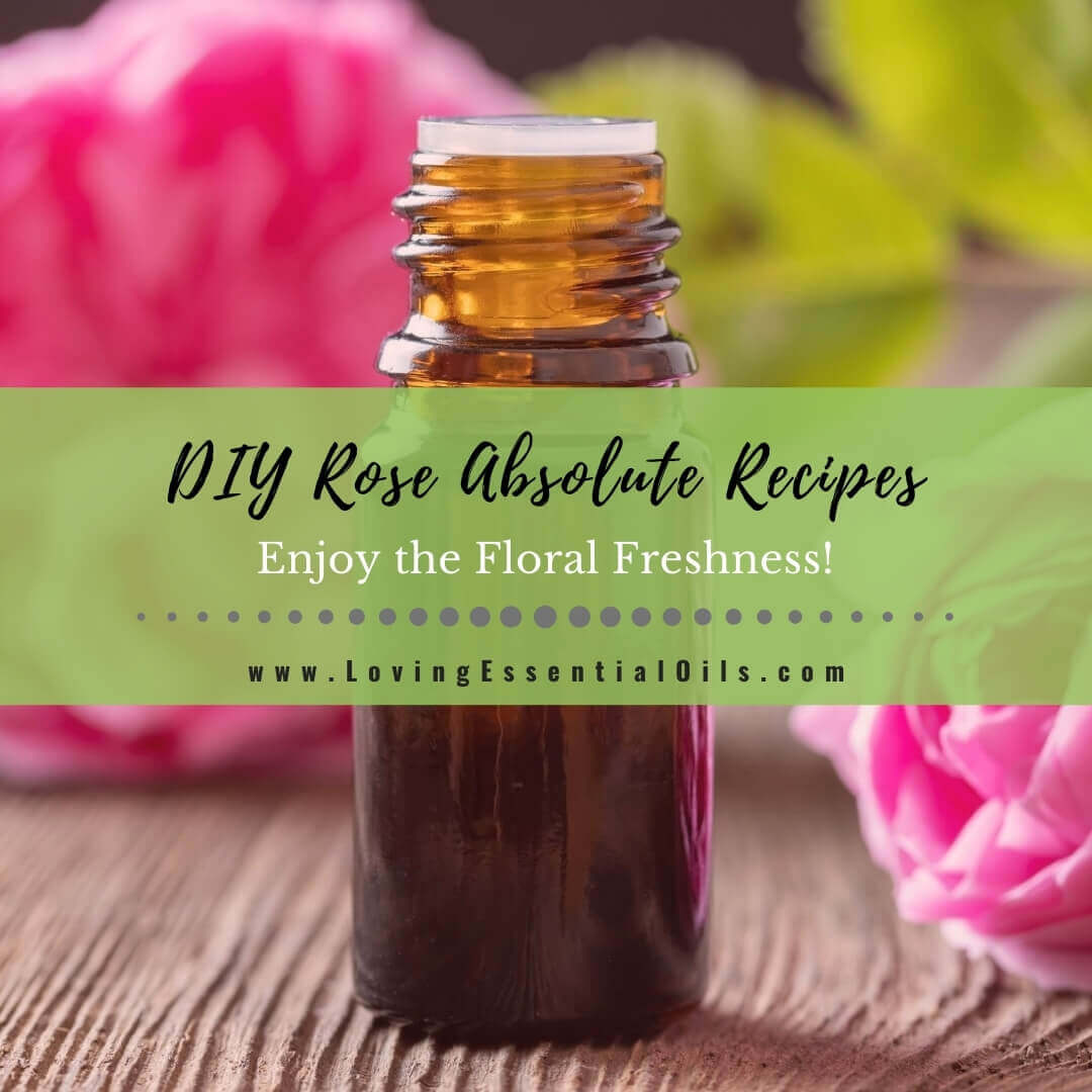 Rose Essential Oil Recipes - DIY Absolute Blends