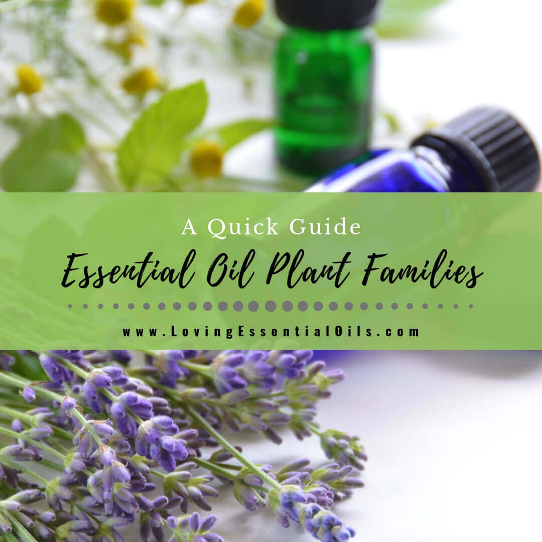 Essential Oil Plant Families - A Quick Guide with Cheat Sheets