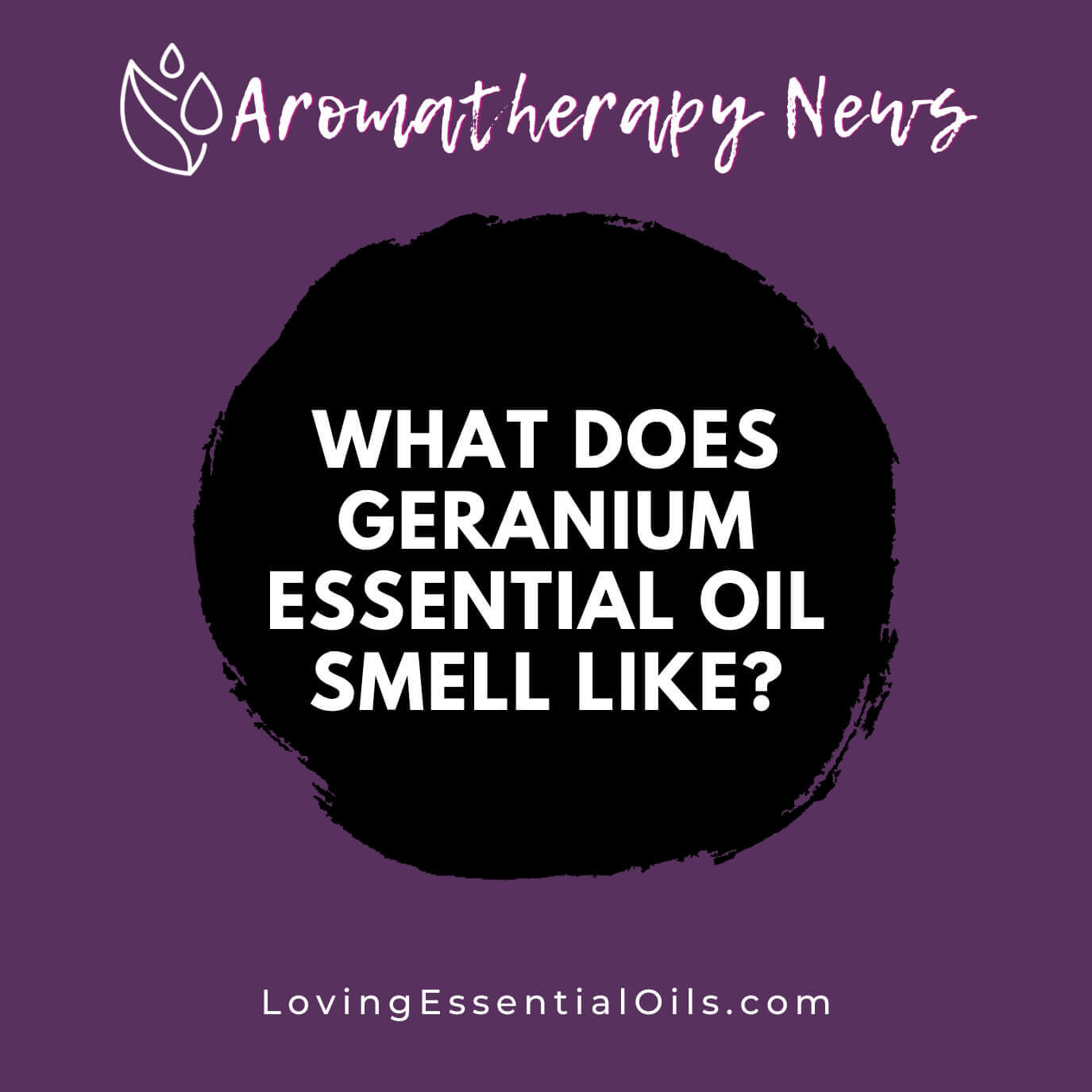 What Does Geranium Essential Oil Smell Like? Emotional Benefits