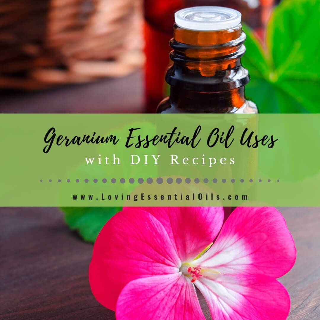 Geranium Essential Oil Recipes, Uses and Benefits Spotlight