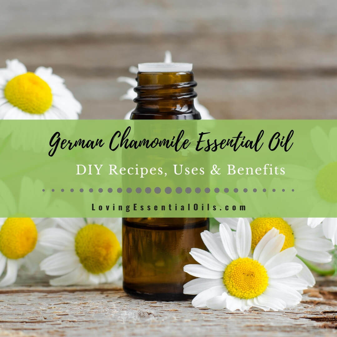 German Chamomile Essential Oil Recipes, Uses and Benefits