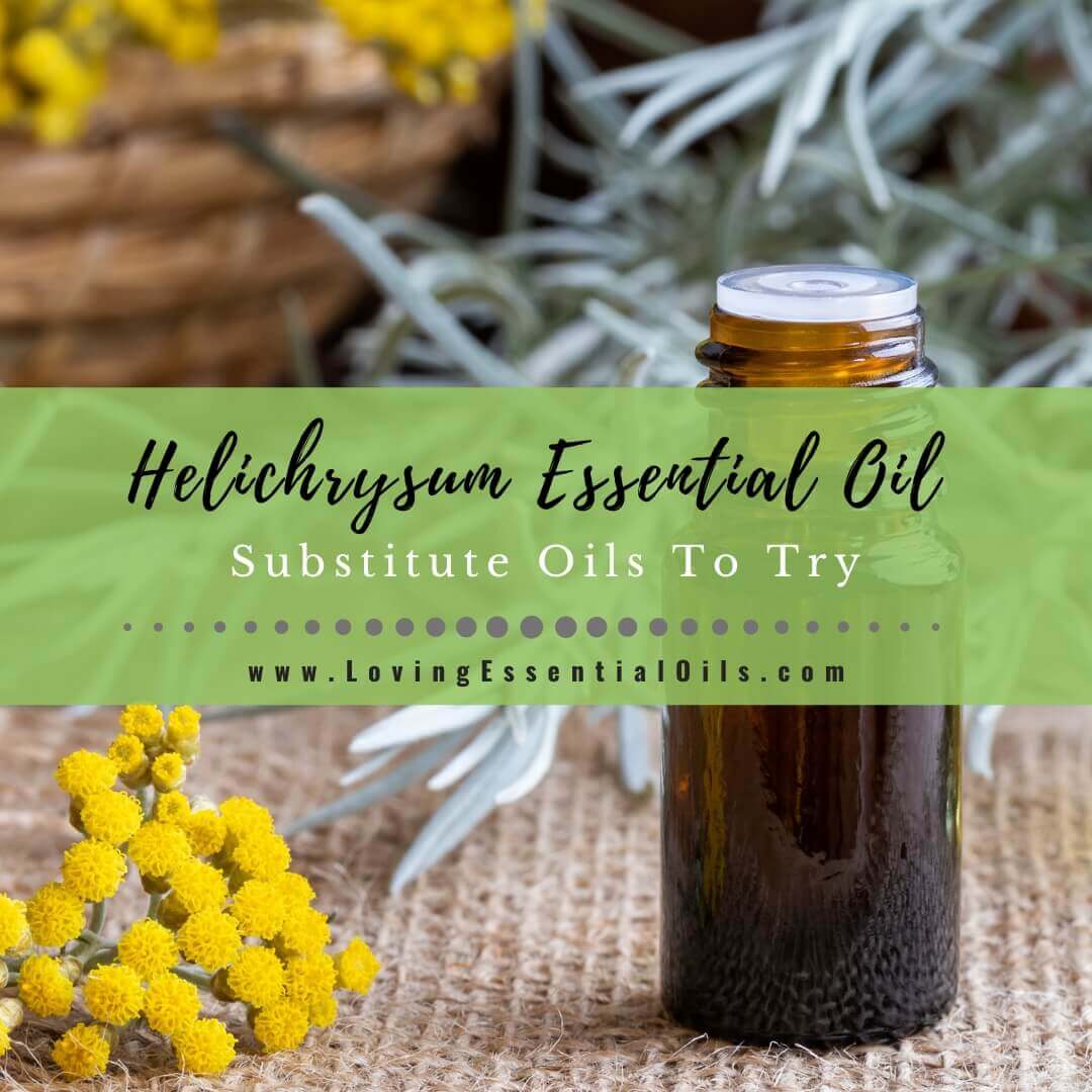 Helichrysum Essential Oil Blends Well With - Plus Substitute Oils