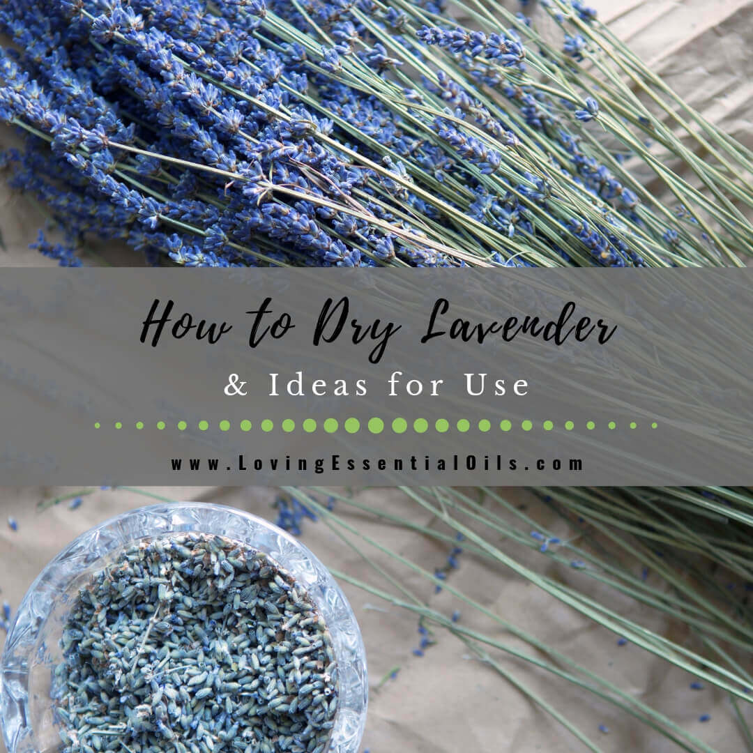 How to Dry Lavender and Ideas for Use