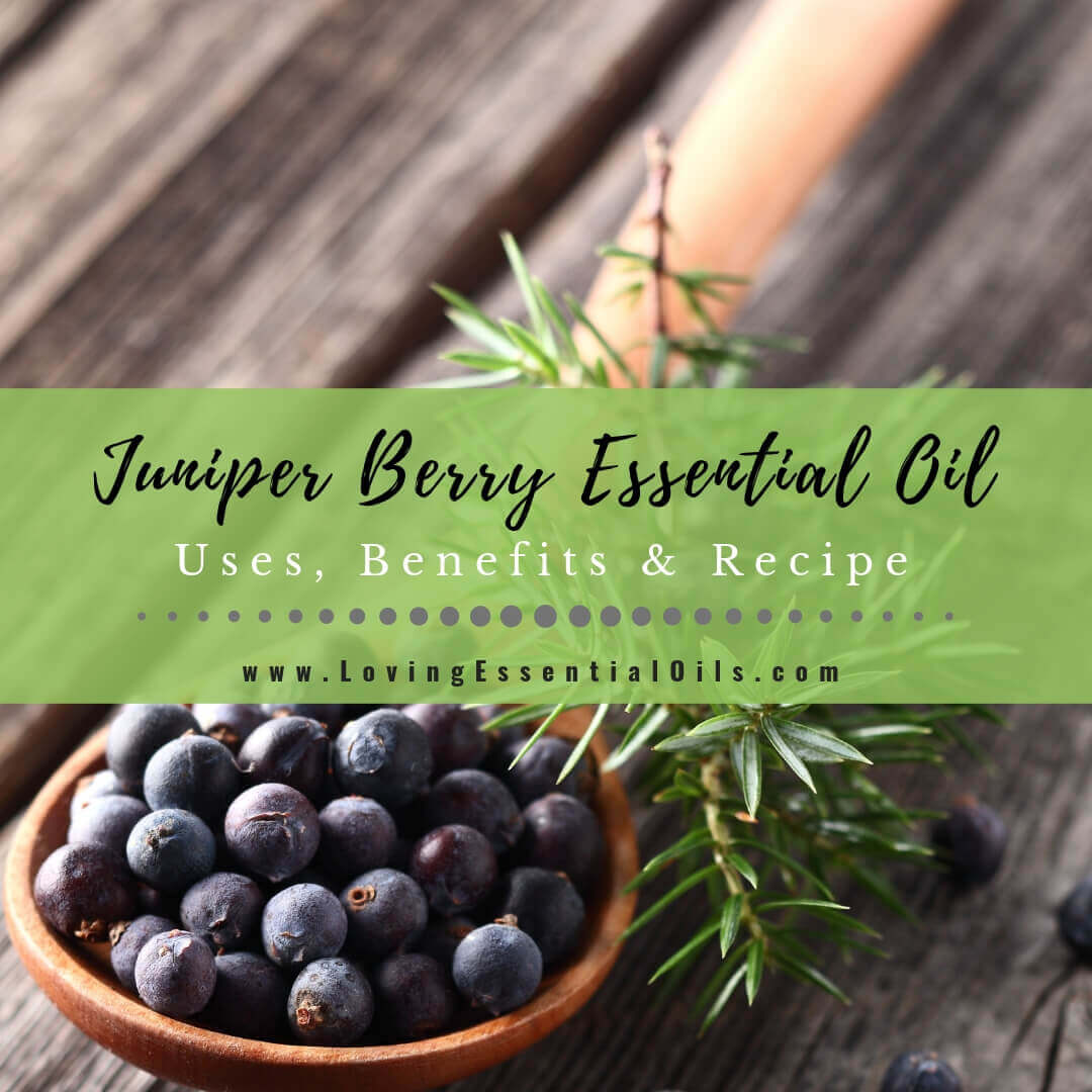 Juniper Berry Essential Oil Recipes, Uses and Benefits