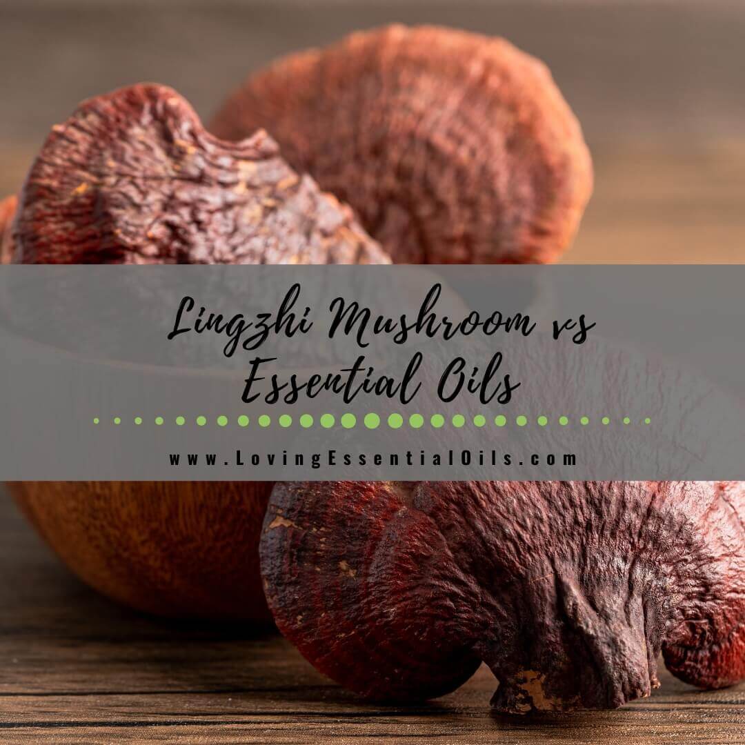 Lingzhi Mushroom vs Essential Oils: A Comparative Analysis