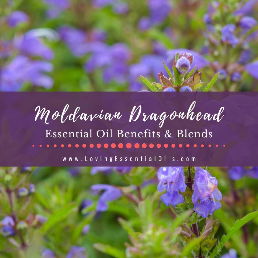 Moldavian Dragonhead Essential Oil Benefits and Blends