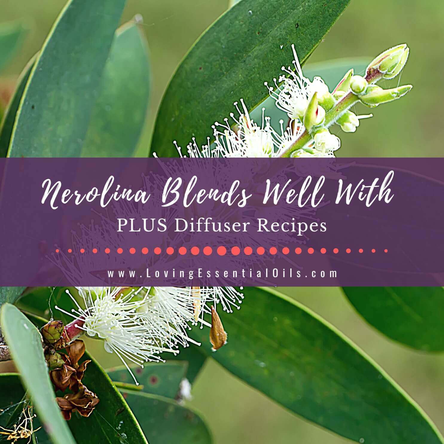 Nerolina Essential Oil Blends Well With PLUS Diffuser Recipes