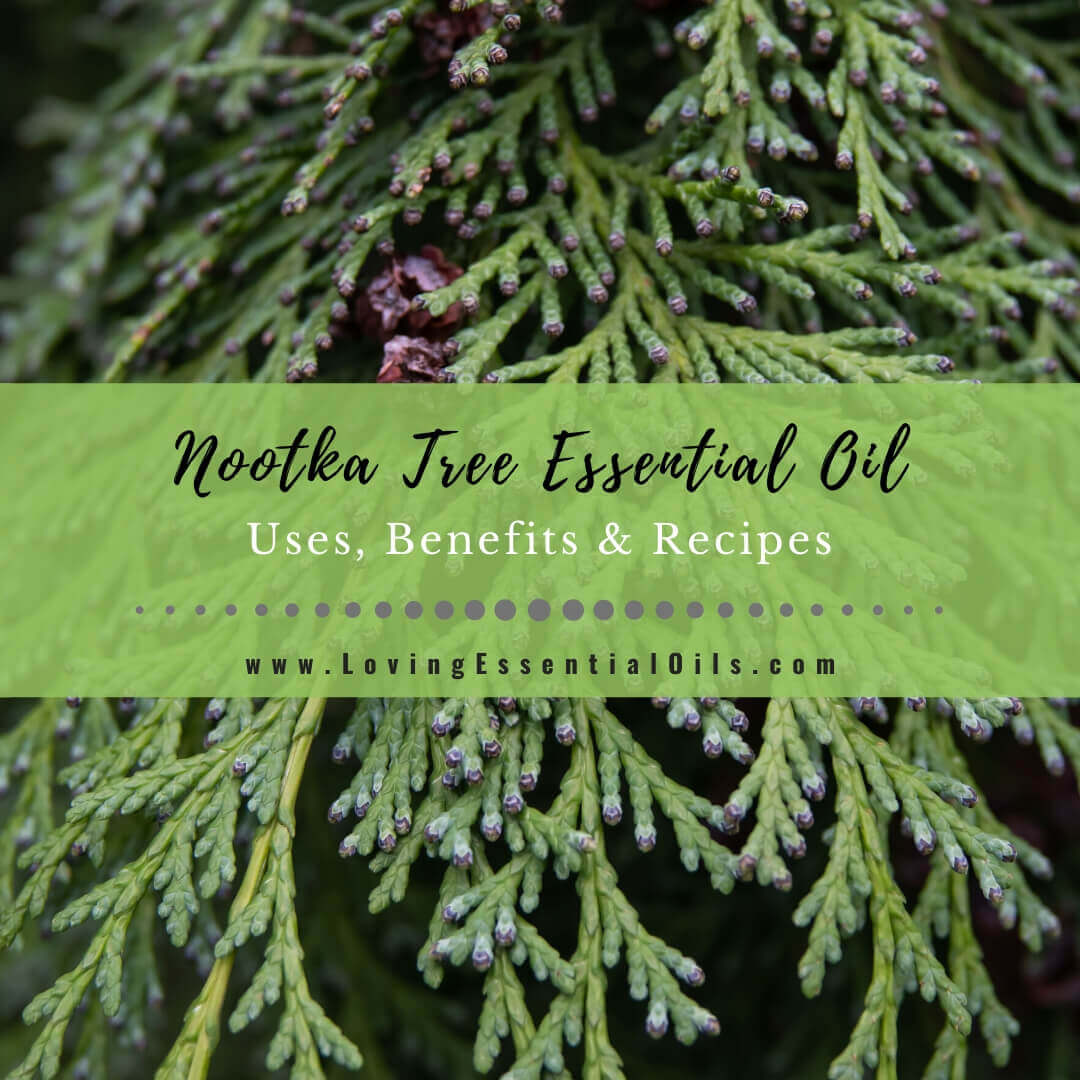 Nootka Tree Essential Oil Benefits and Uses: 5 DIY Recipes