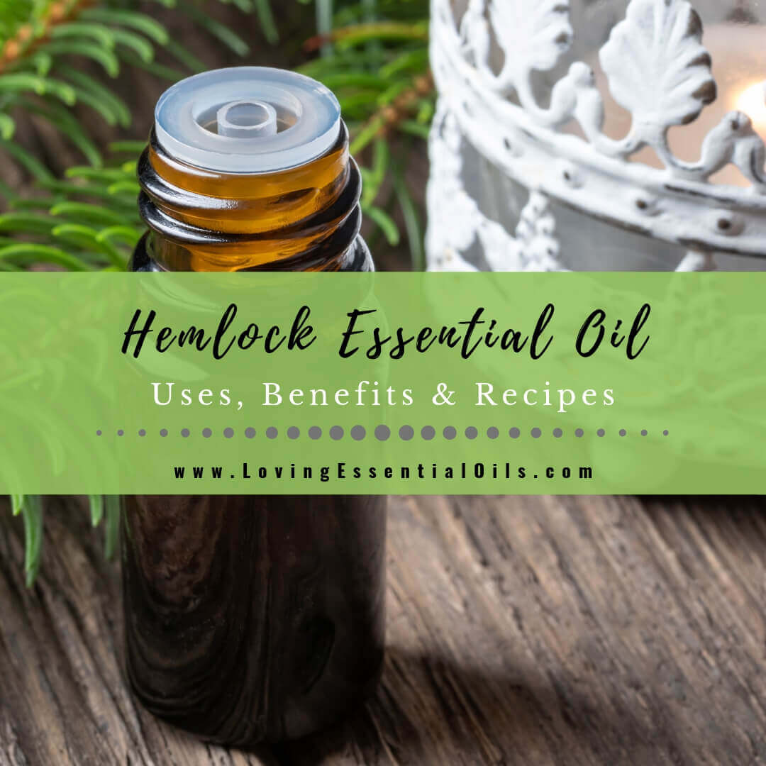 Hemlock Essential Oil Uses, Benefits and Recipes aka Tsuga