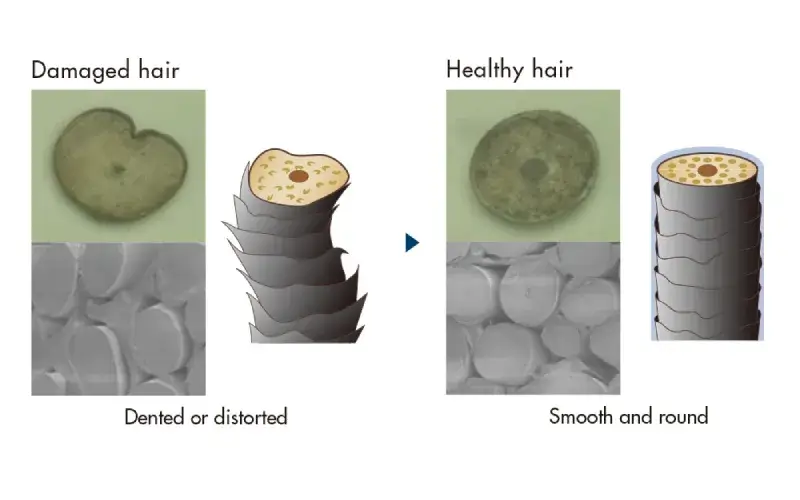 Damaged hair isn't just about split ends; it actually changes the shape of each strand!  Shiseido Professional Sublimic's innovative technology corrects this distortion for smoother, healthier hair.