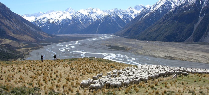 Sheep on regenerative farm