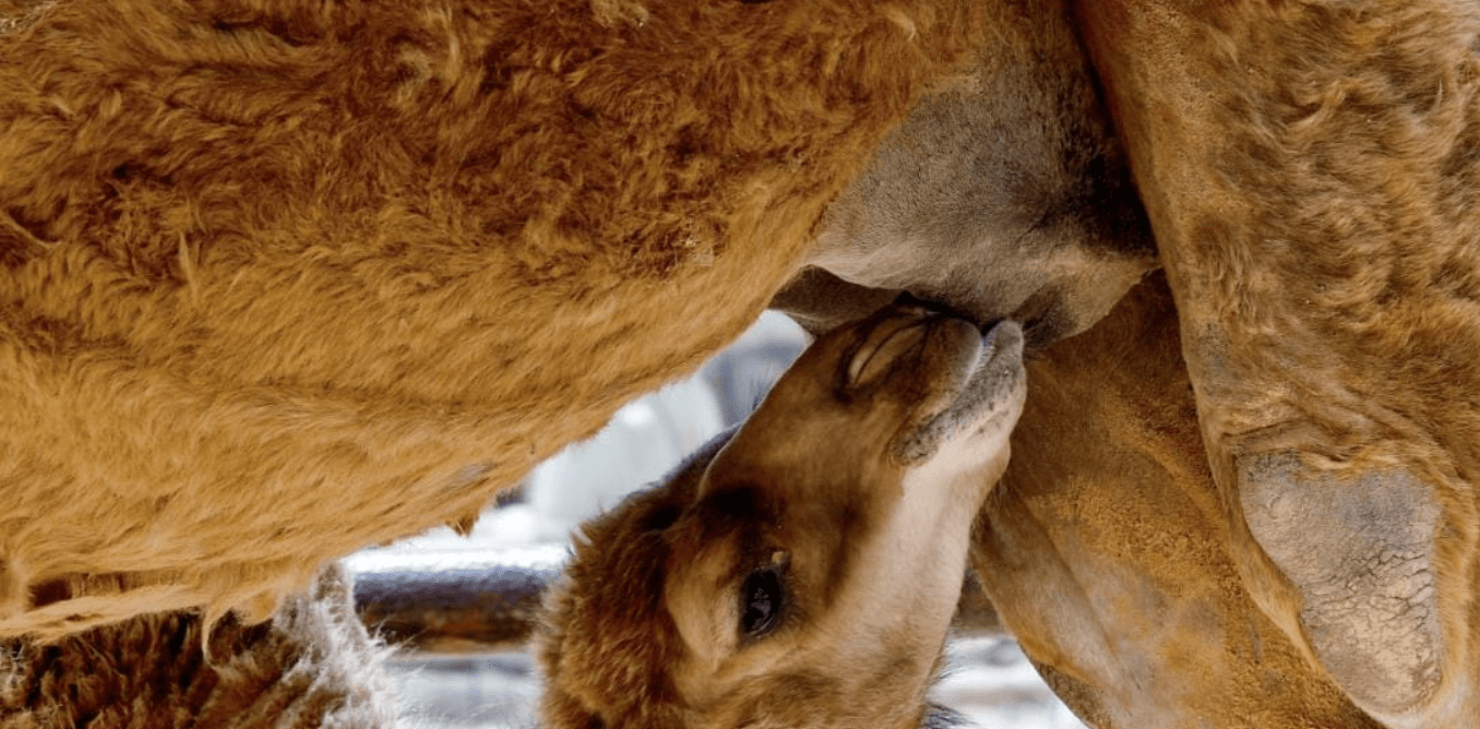 Calf drinking camel milk