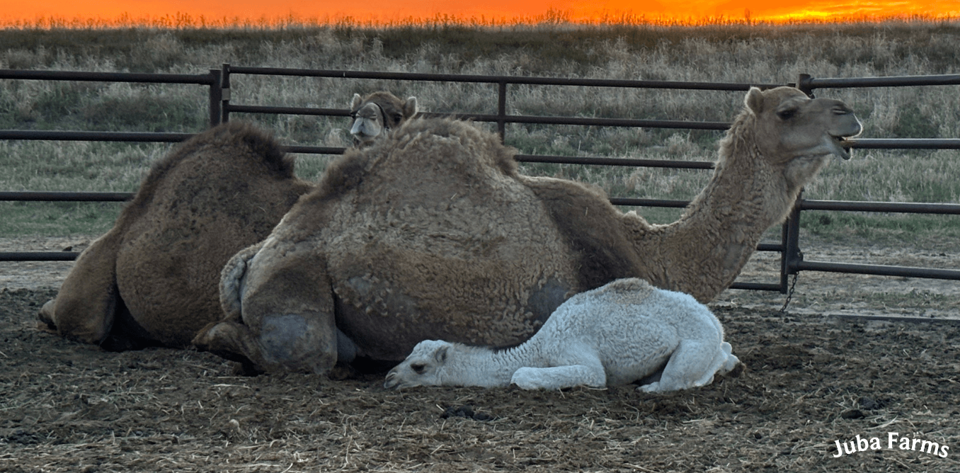 Camel calves and mom