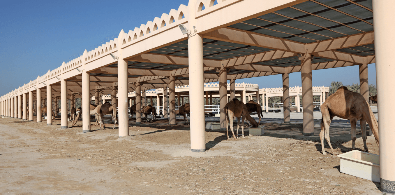 Camel farming in the U.S.