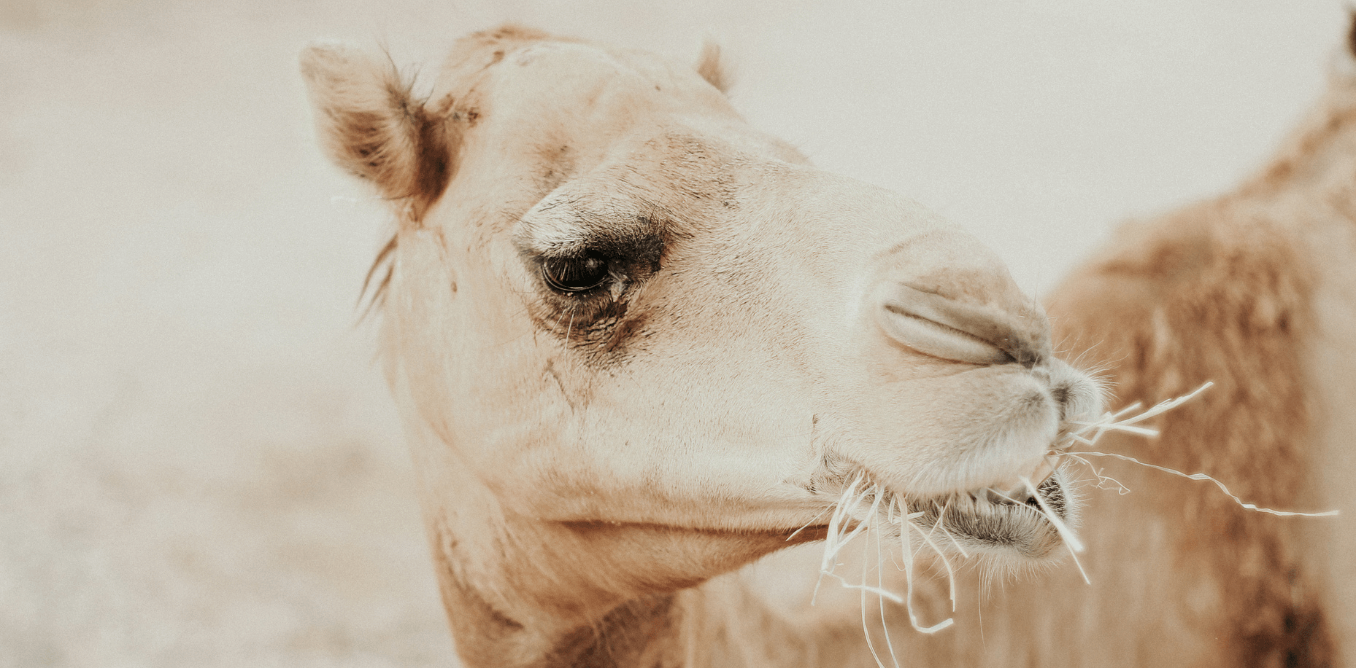 camel eating hay