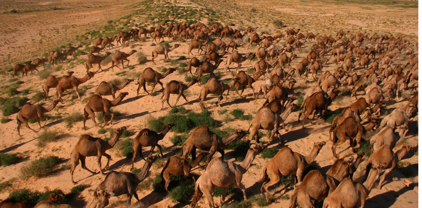 Image of Feral camels in Austrailia and camel milk