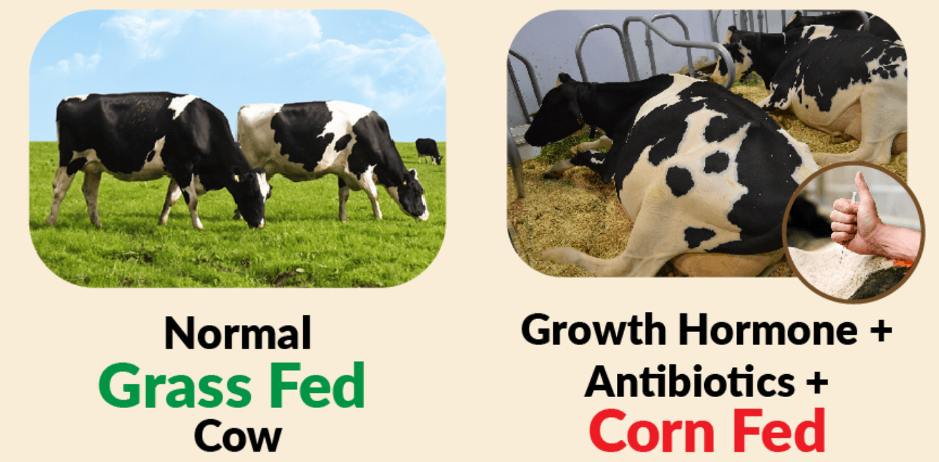 Hormones vs. Grass Fed
